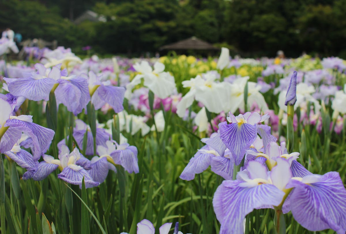 今が見頃 見逃さないで 期間限定開園 染谷花しょうぶ園 の梅雨はこんなに色鮮やか オマツリジャパン あなたと祭りをつなげるメディア 今が見頃 見逃さないで 期間限定開園 染谷花しょうぶ園 の梅雨はこんなに色鮮やか オマツリジャパン あなたと祭りをつなげるメディア