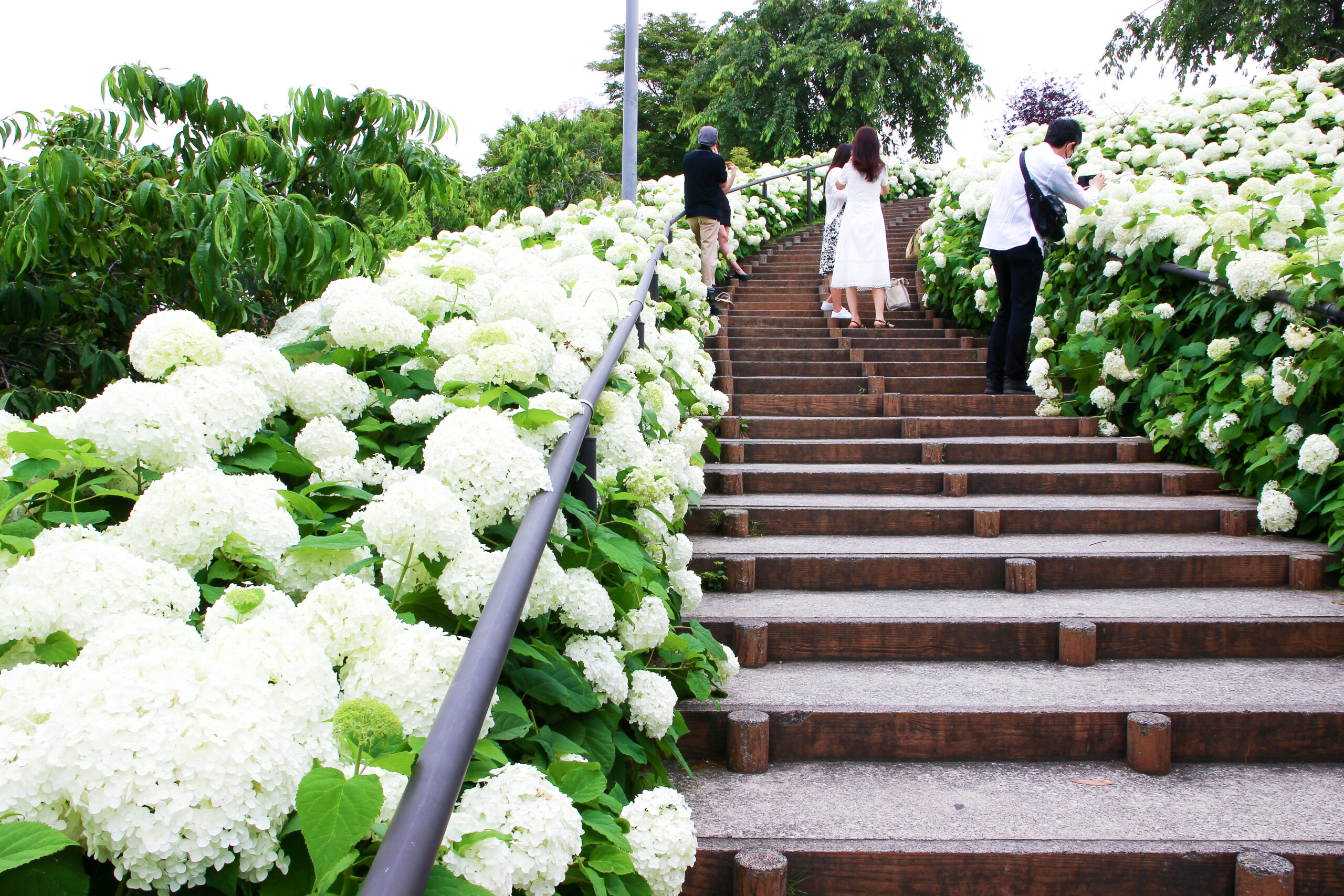 お台場あじさい