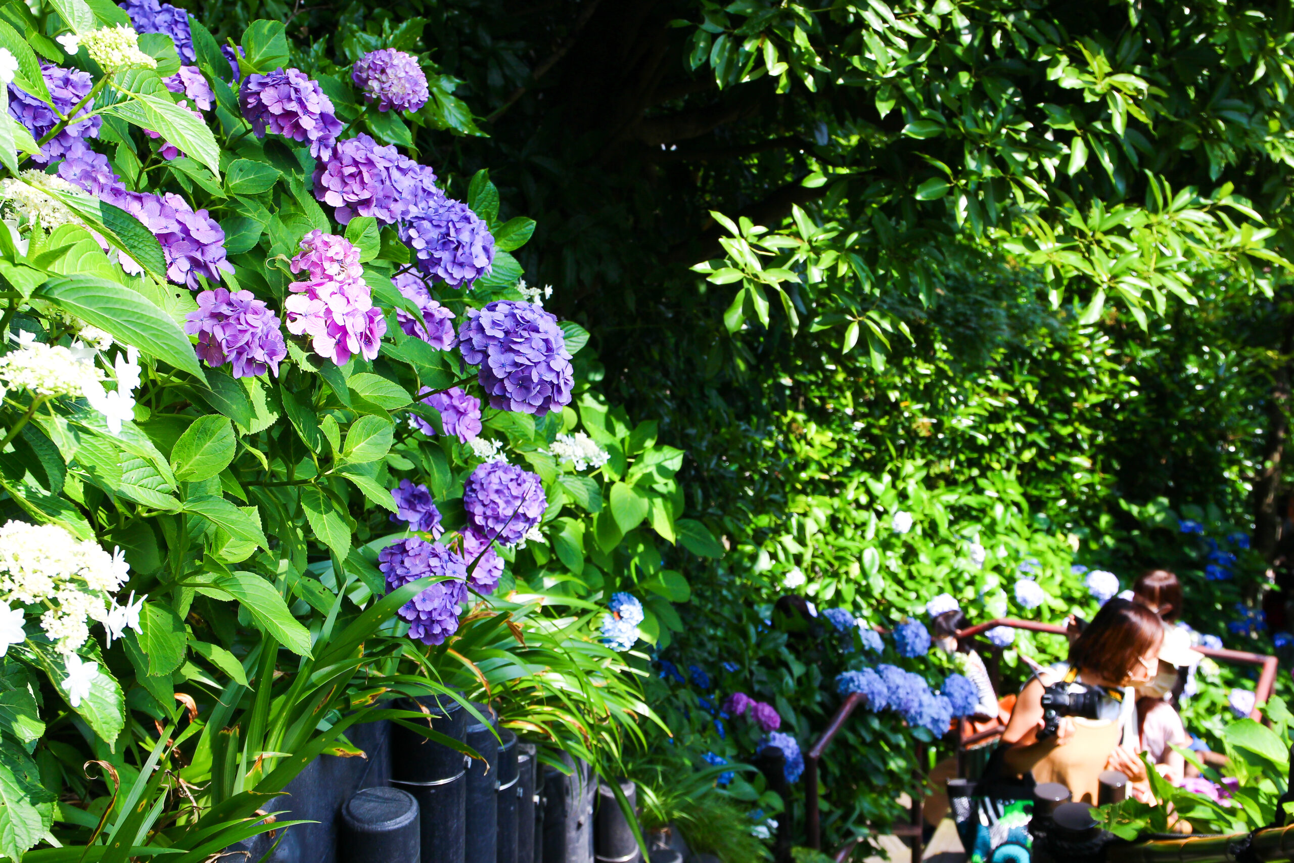 長谷寺あじさい