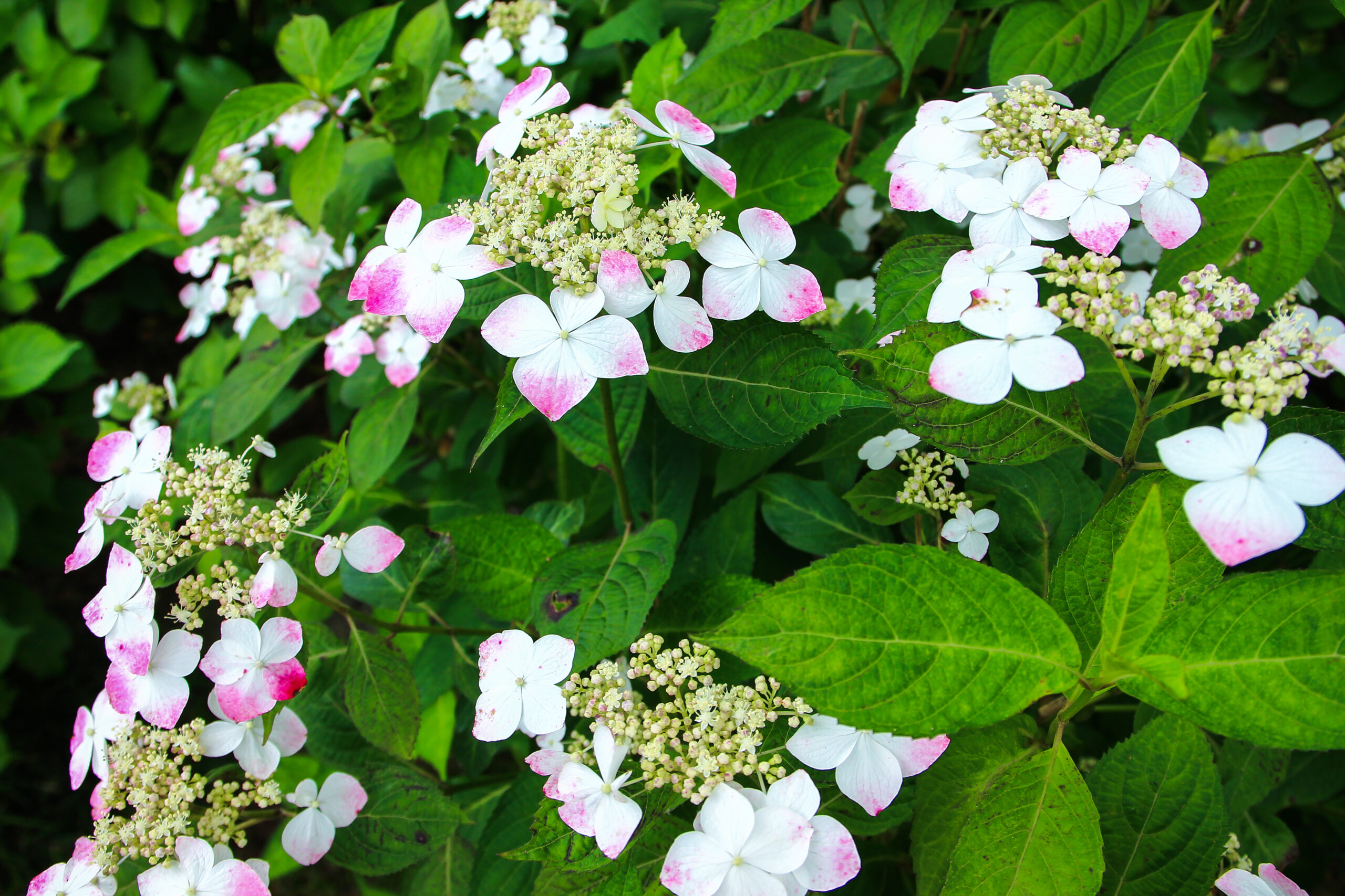 水戸のあじさいまつり