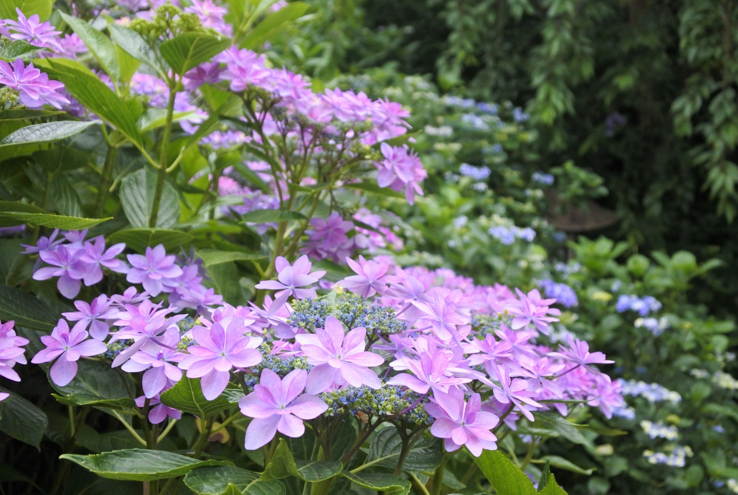 雨引観音「あじさい祭」