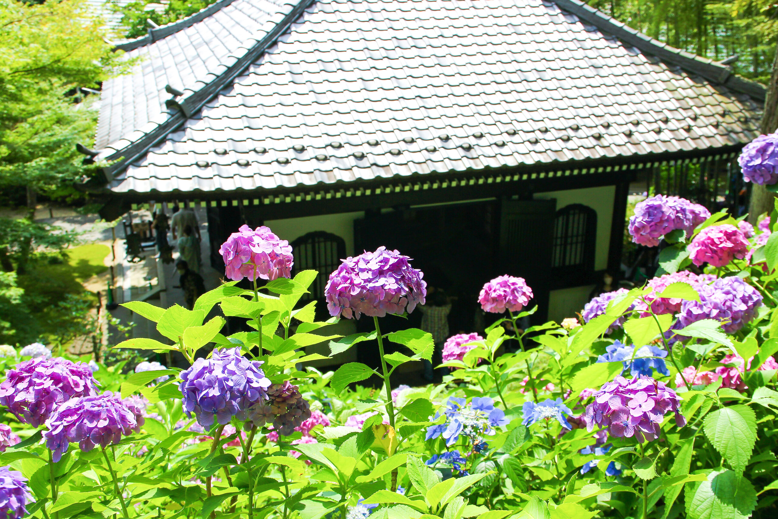 長谷寺あじさい