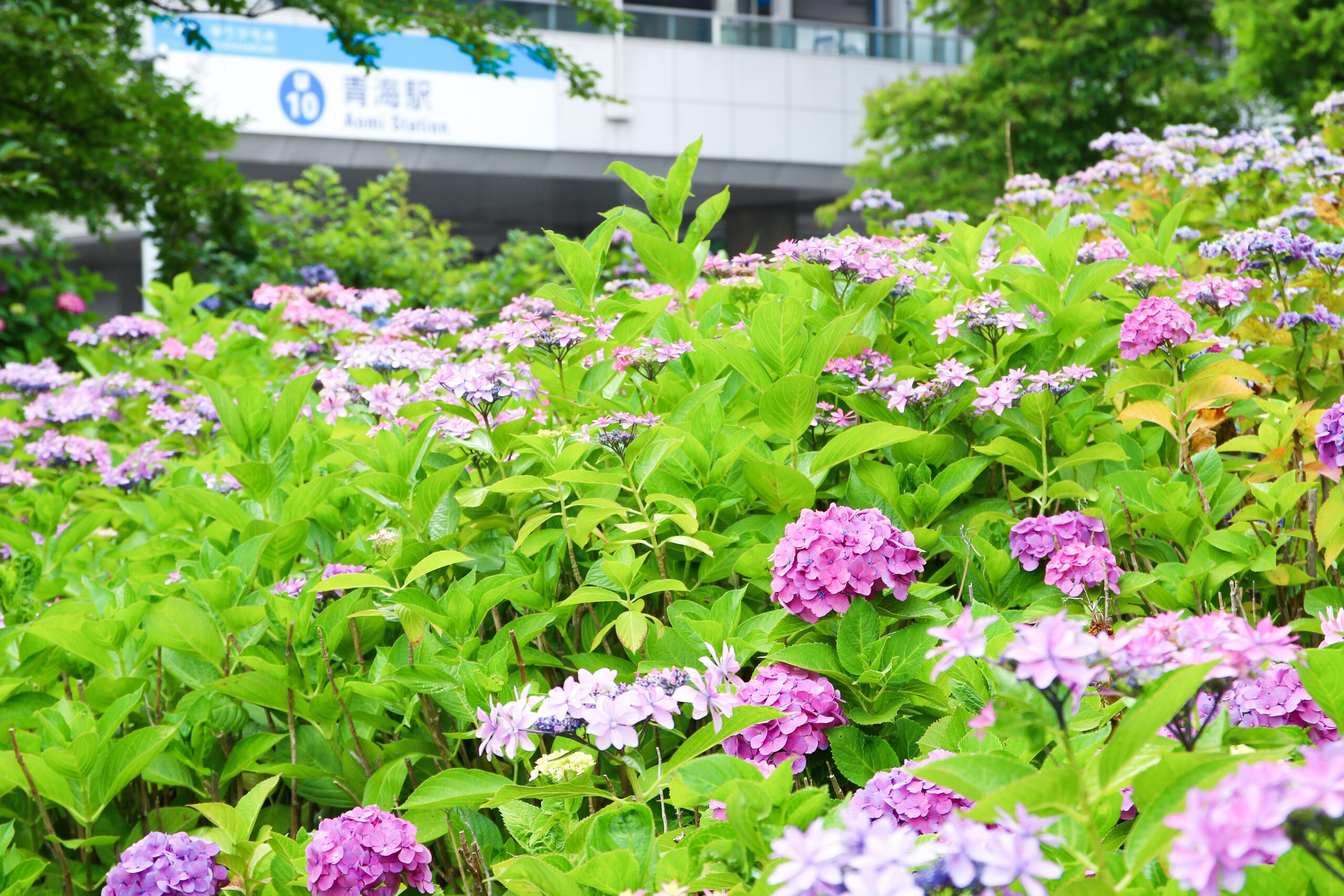 お台場あじさい