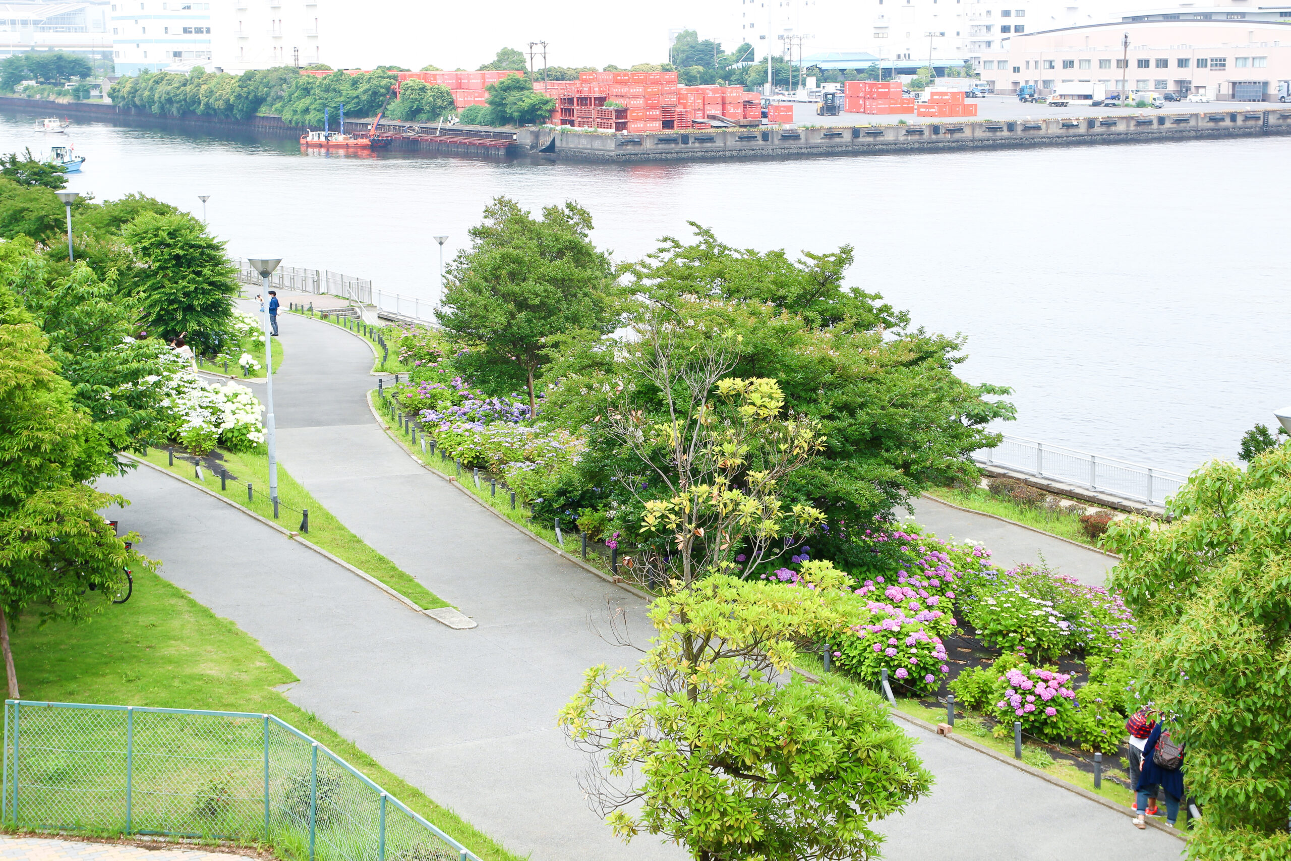 お台場あじさい