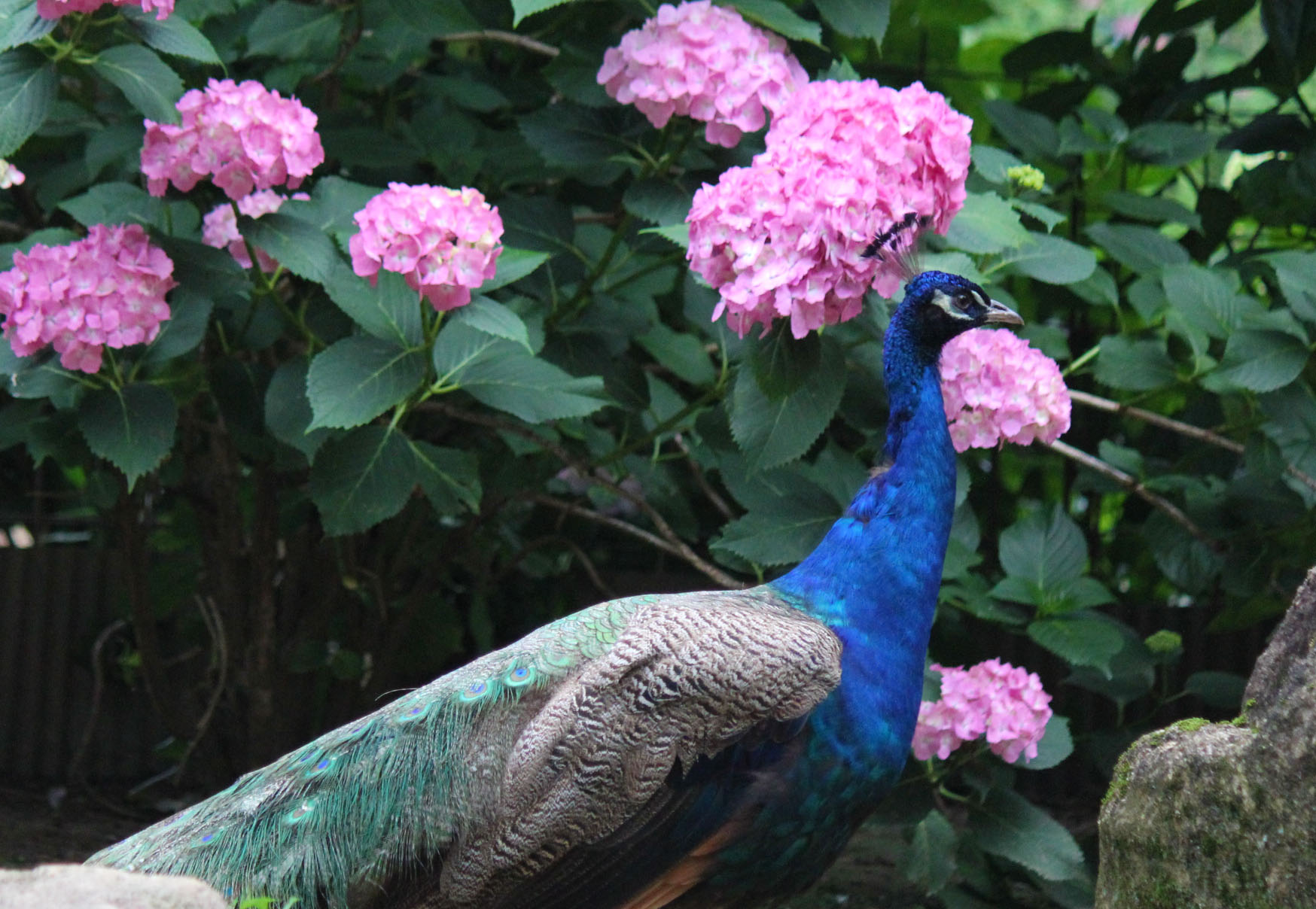雨引観音「あじさい祭」