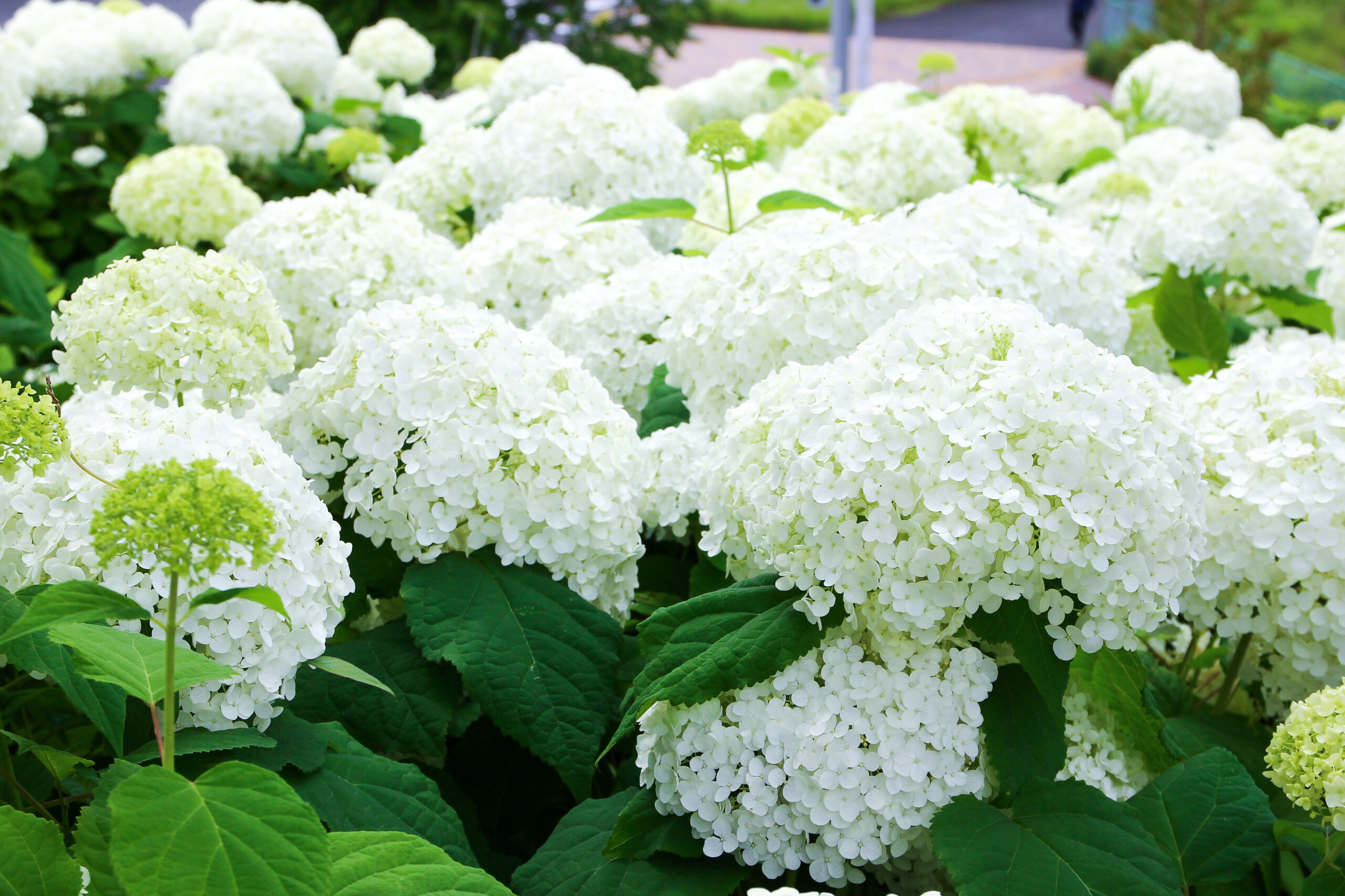 お台場あじさい