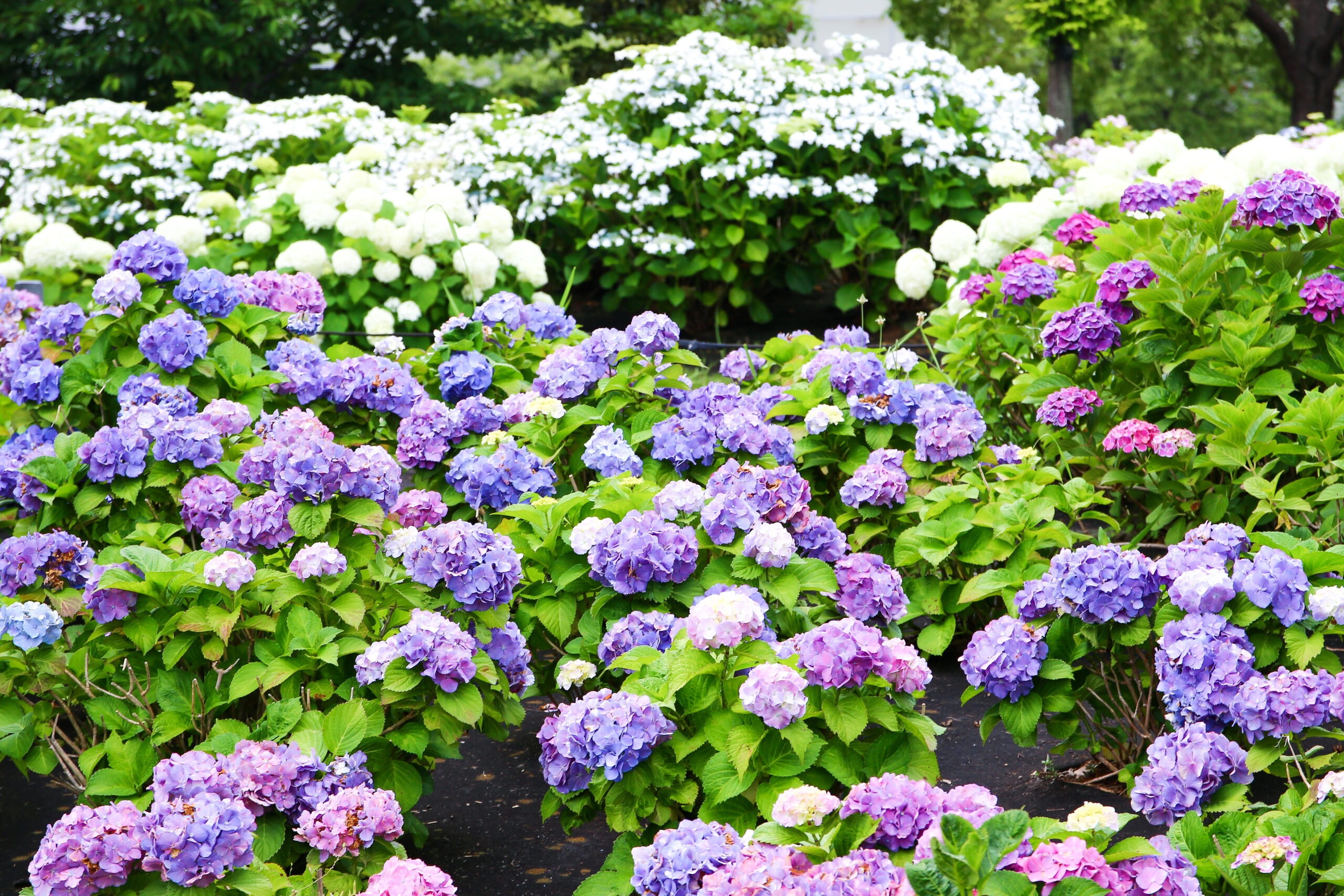 お台場あじさい