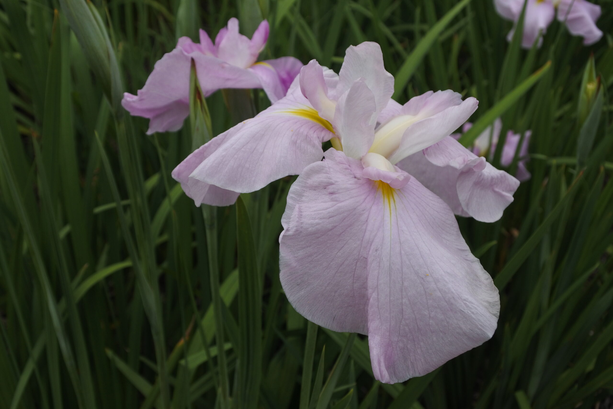 染谷花しょうぶ園