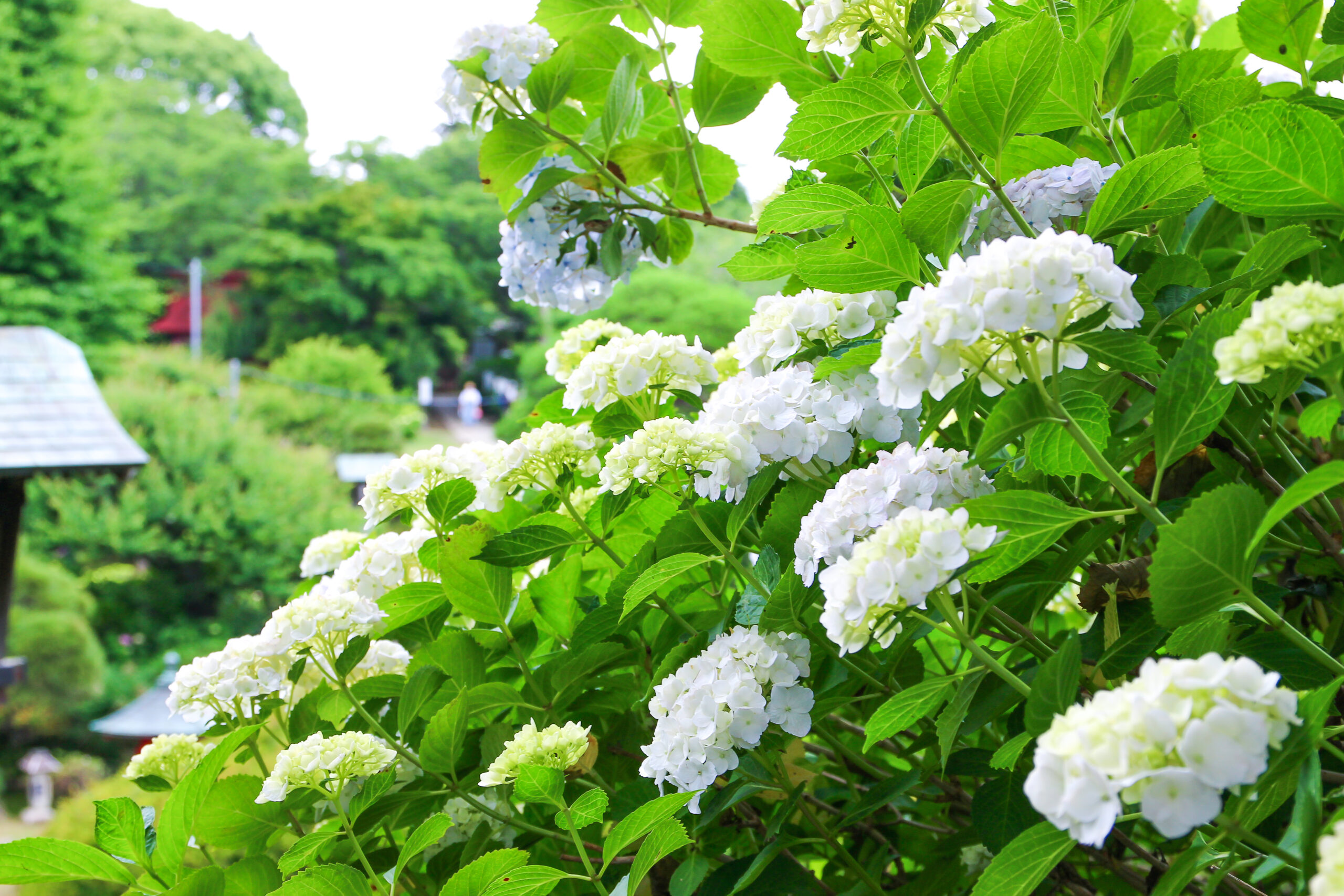 水戸のあじさいまつり
