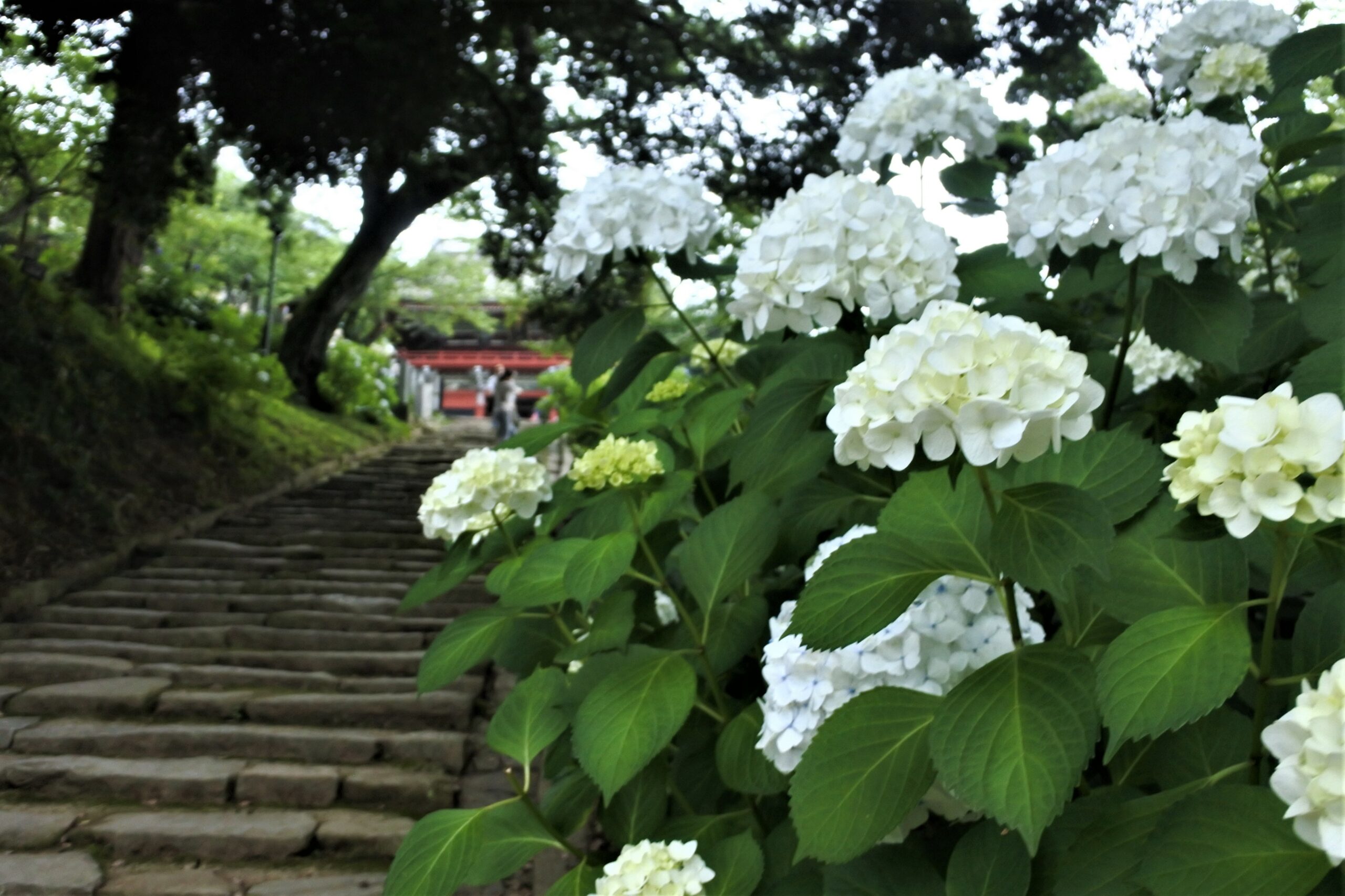 雨引観音「あじさい祭」