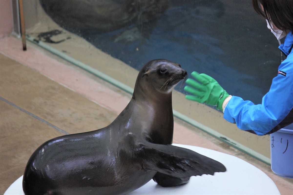カリフォルニアアシカの「てまり」