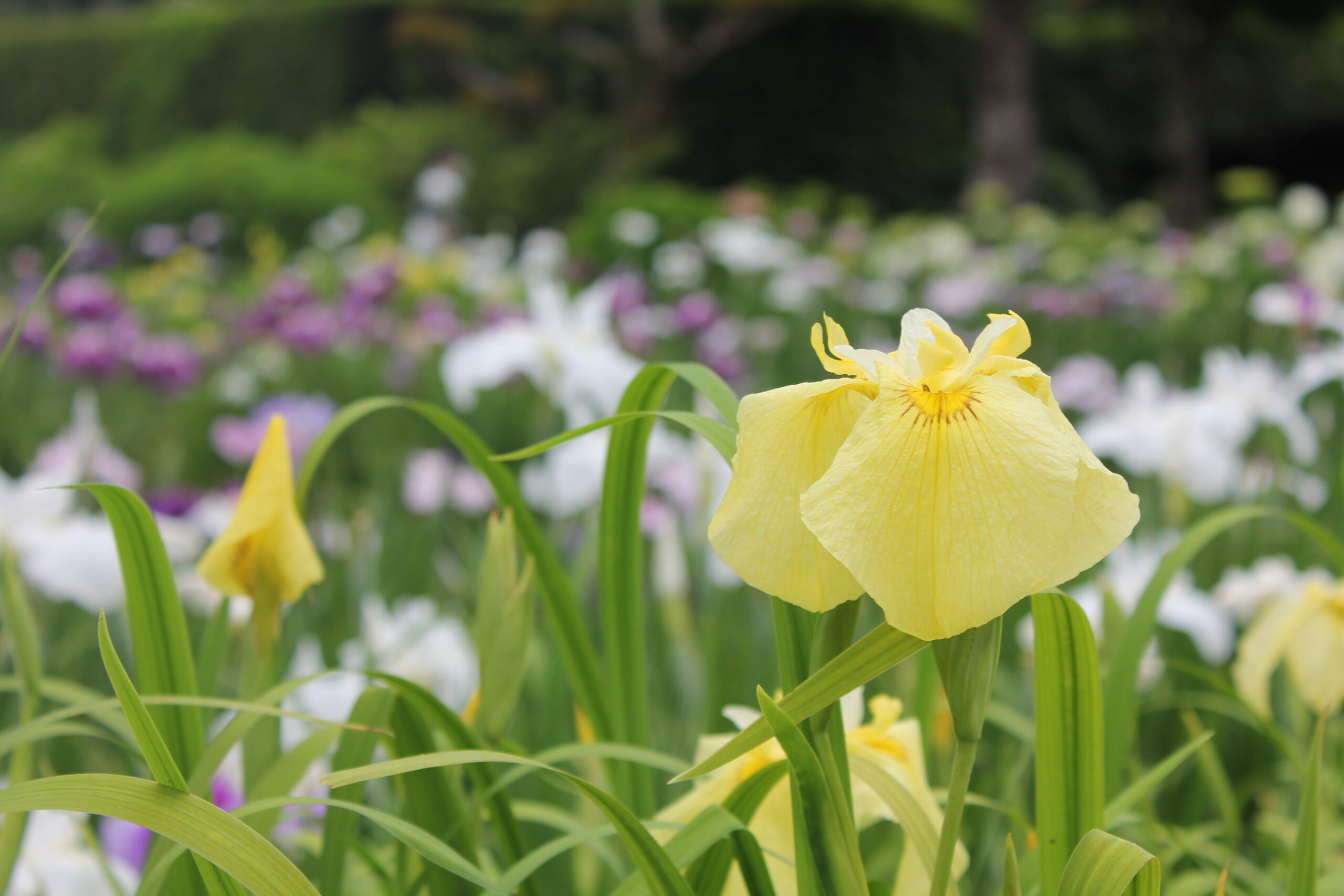 染谷花しょうぶ園