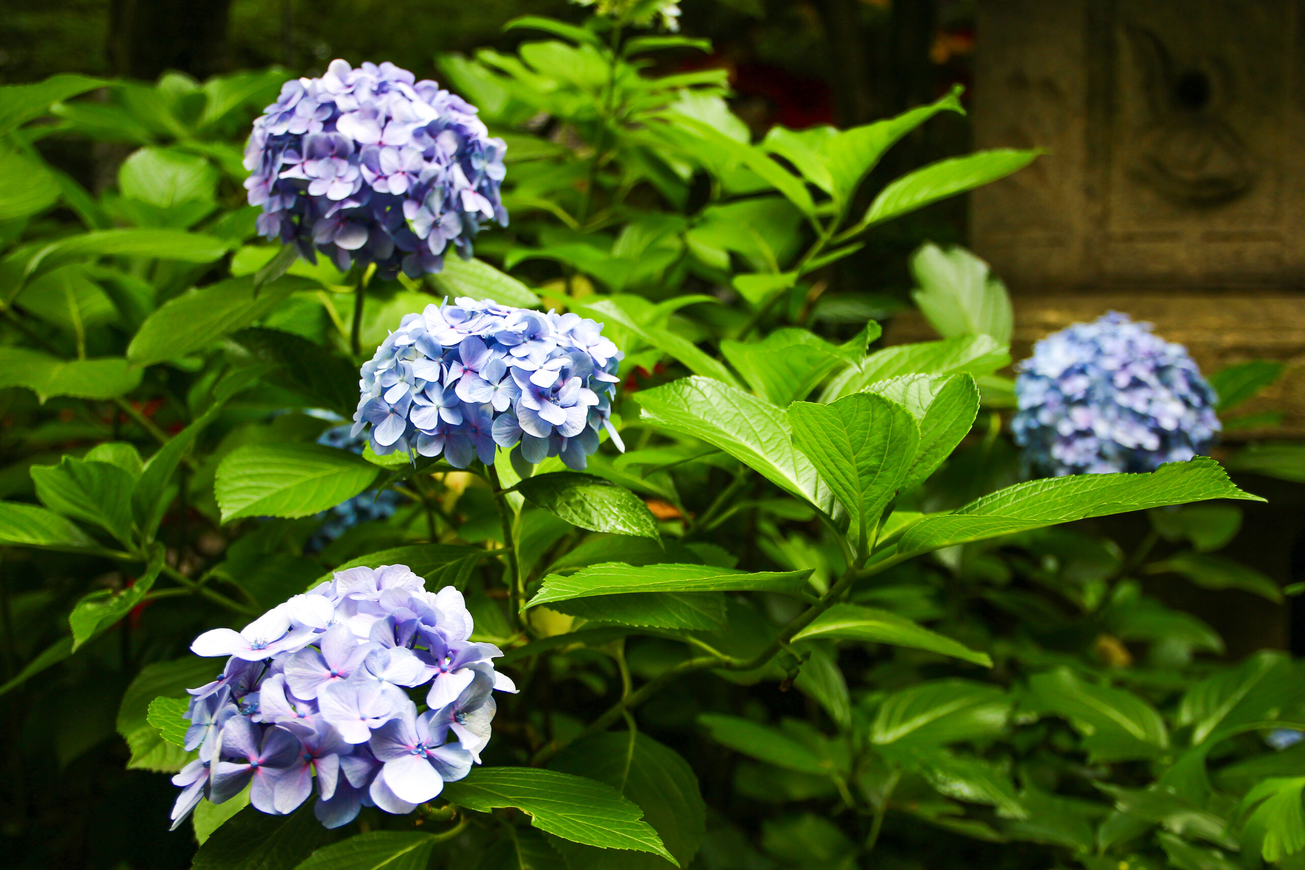 愛宕神社ほおづき縁日