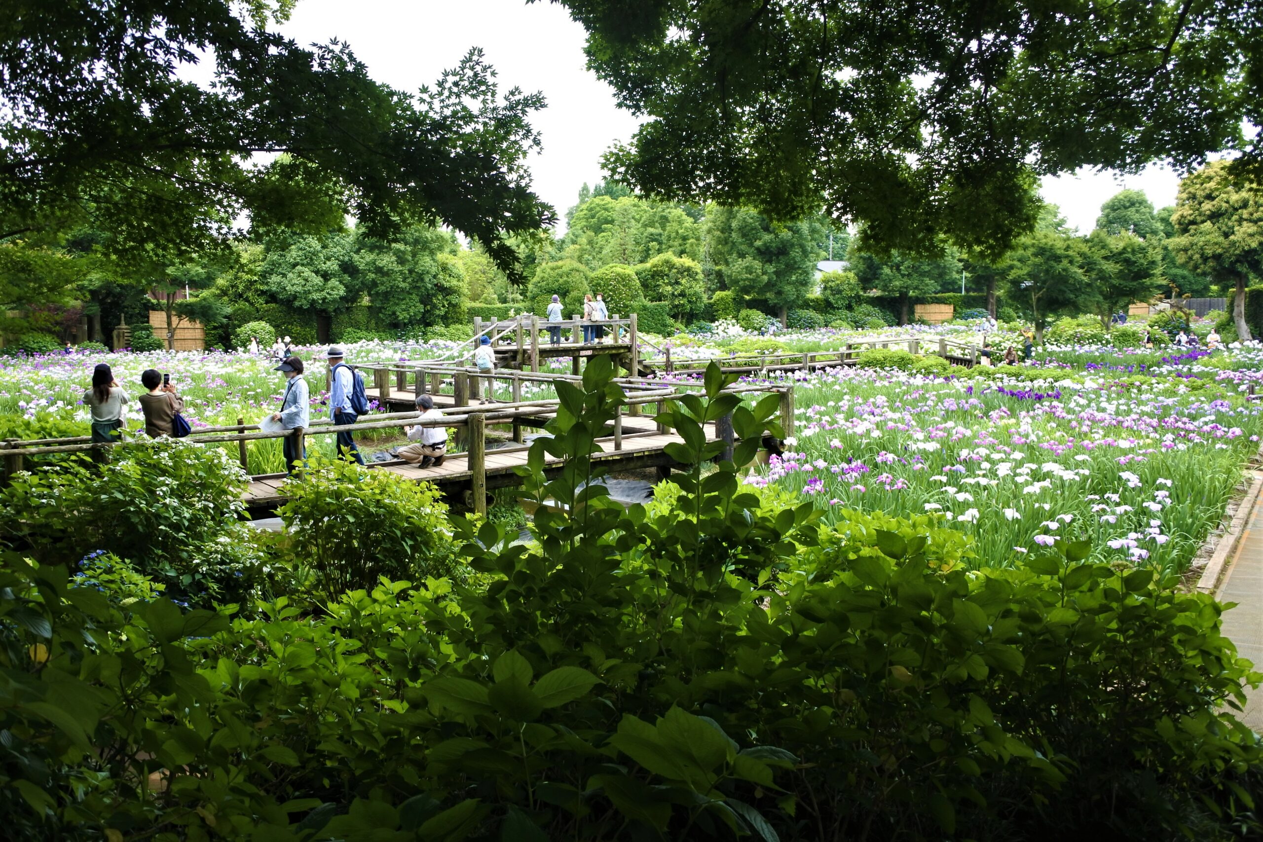 染谷花しょうぶ園
