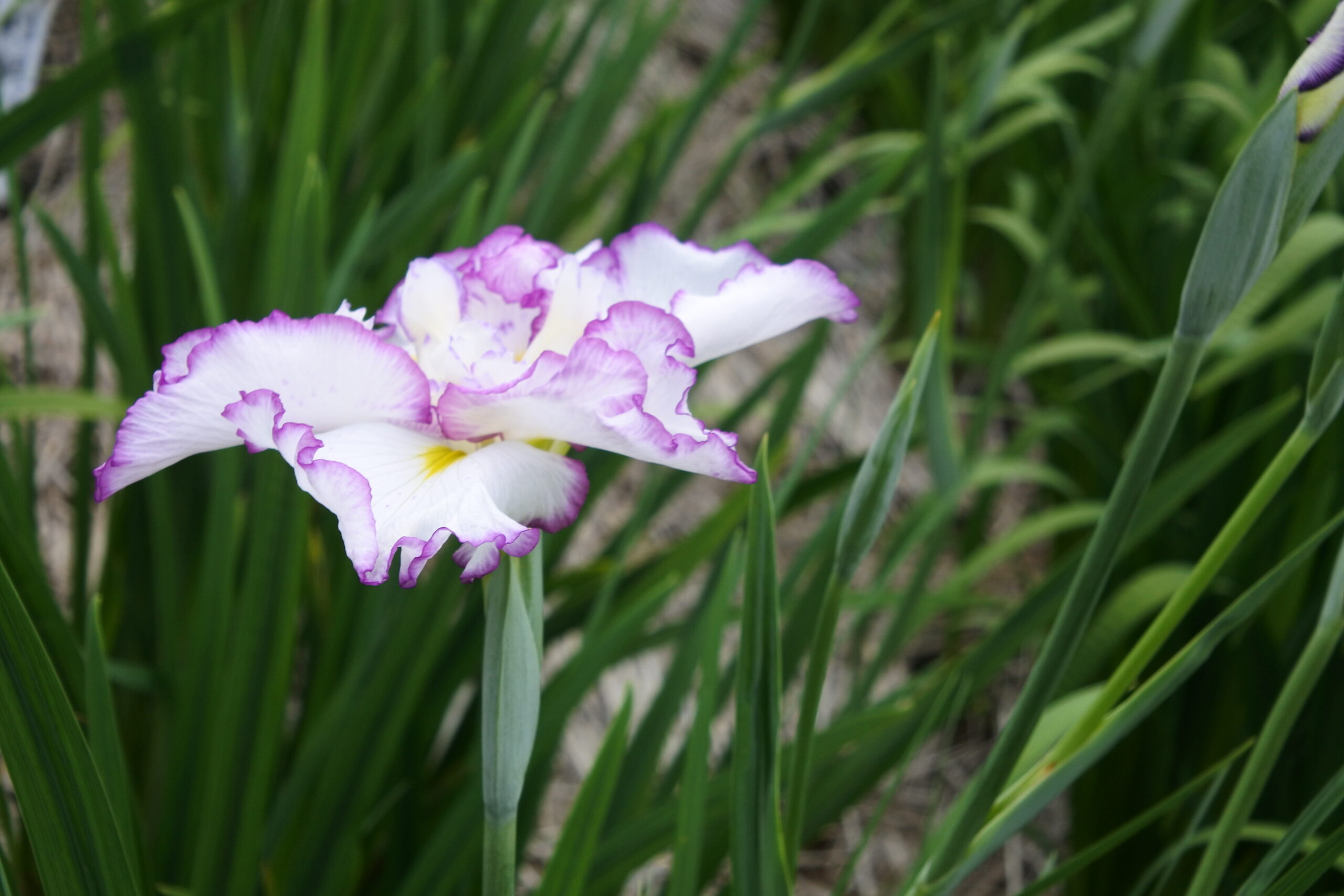 染谷花しょうぶ園