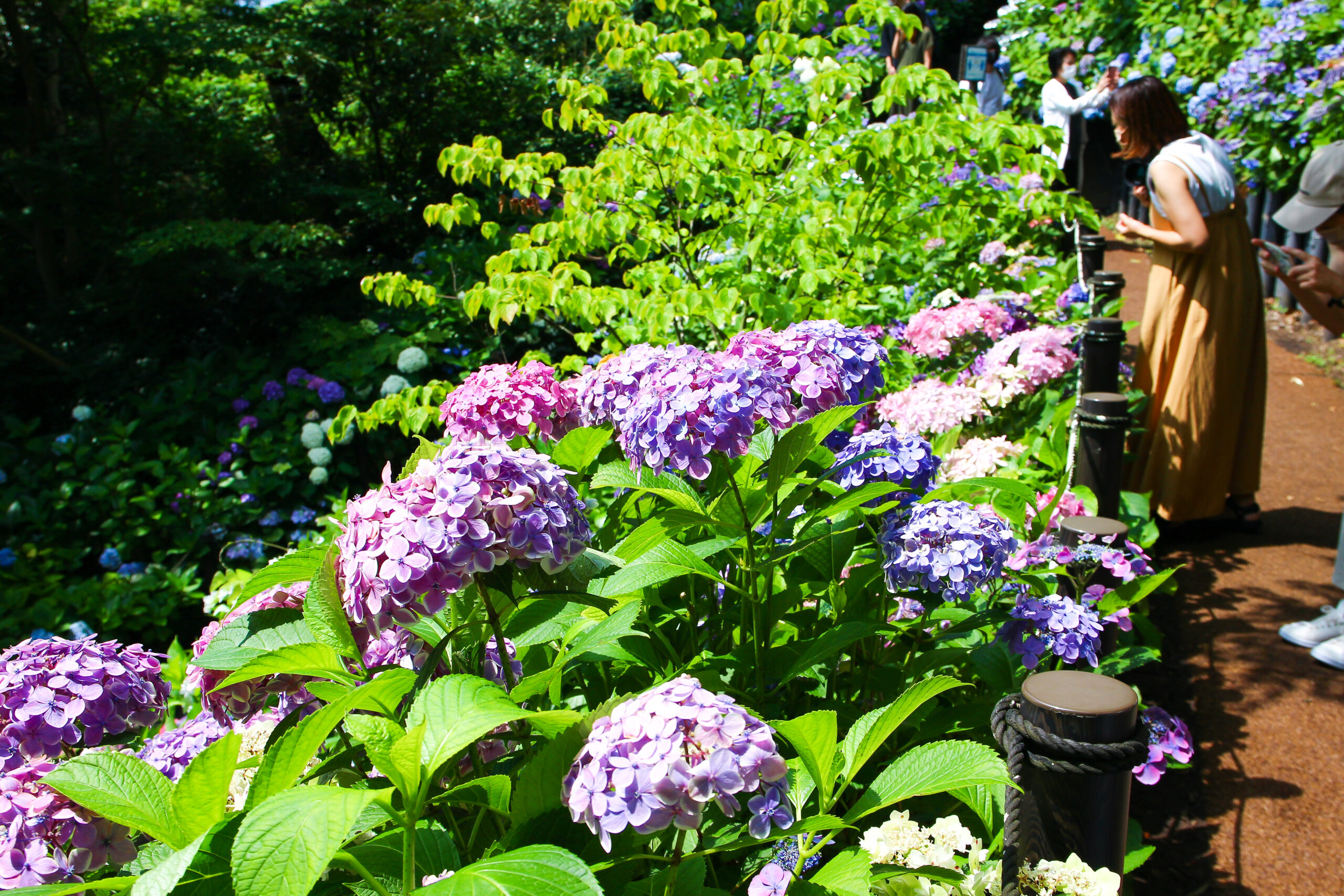 長谷寺あじさい