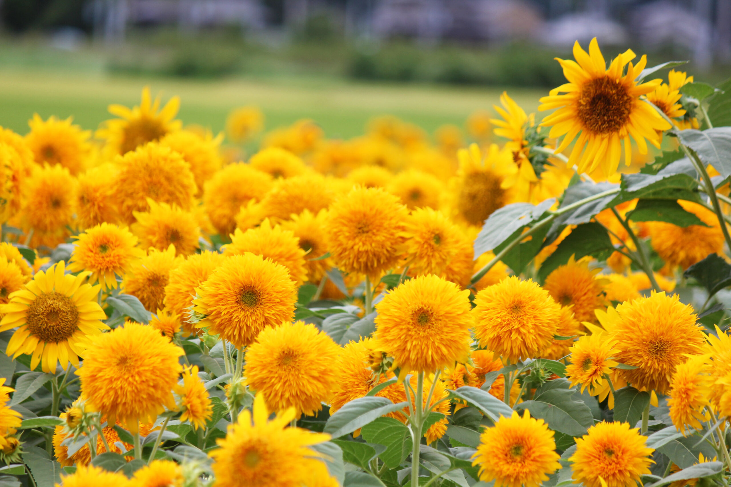 あけのひまわりフェスティバル