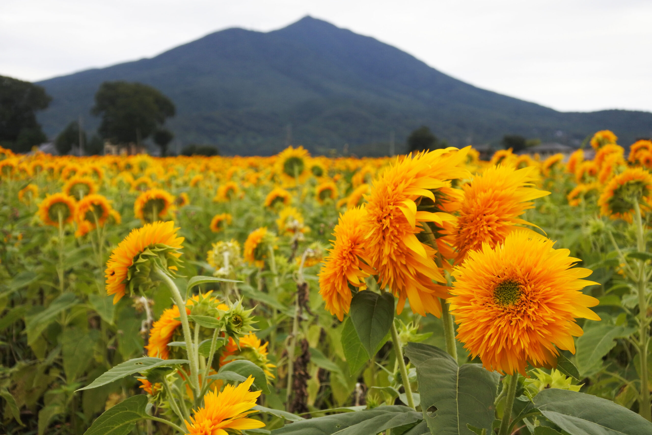あけのひまわりフェスティバル、ひまわり、筑波山