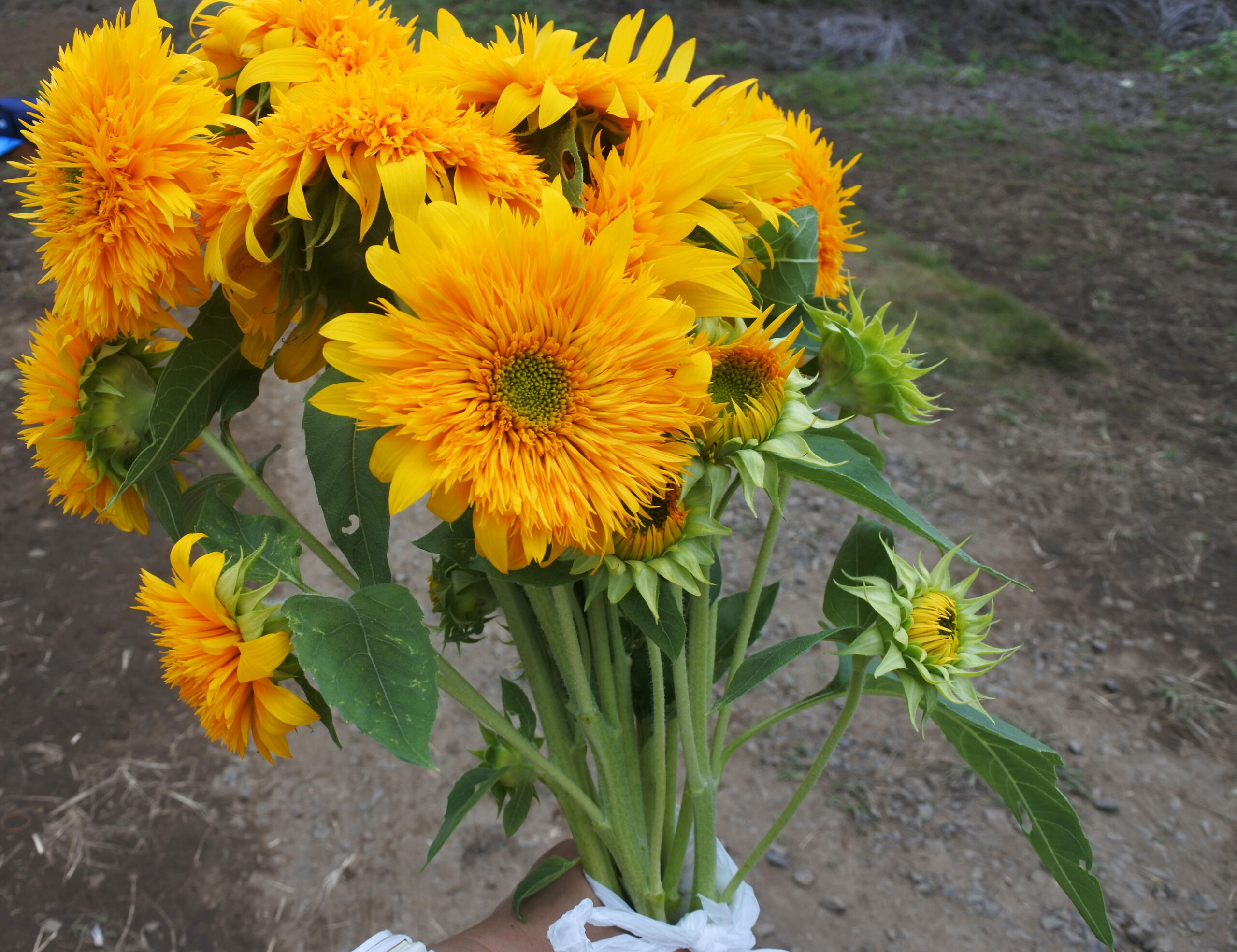 あけのひまわりフェスティバル