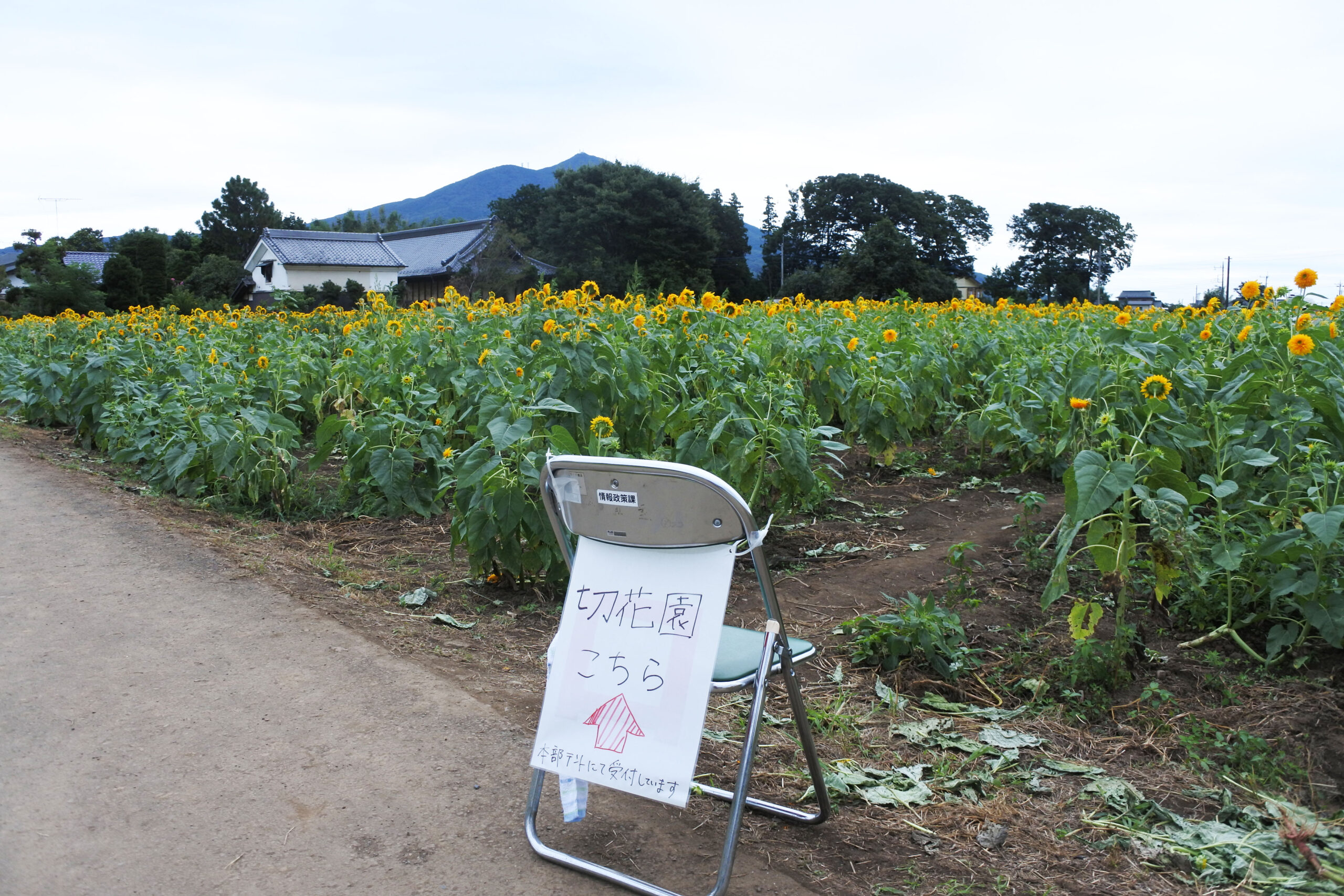 あけのひまわりフェスティバル