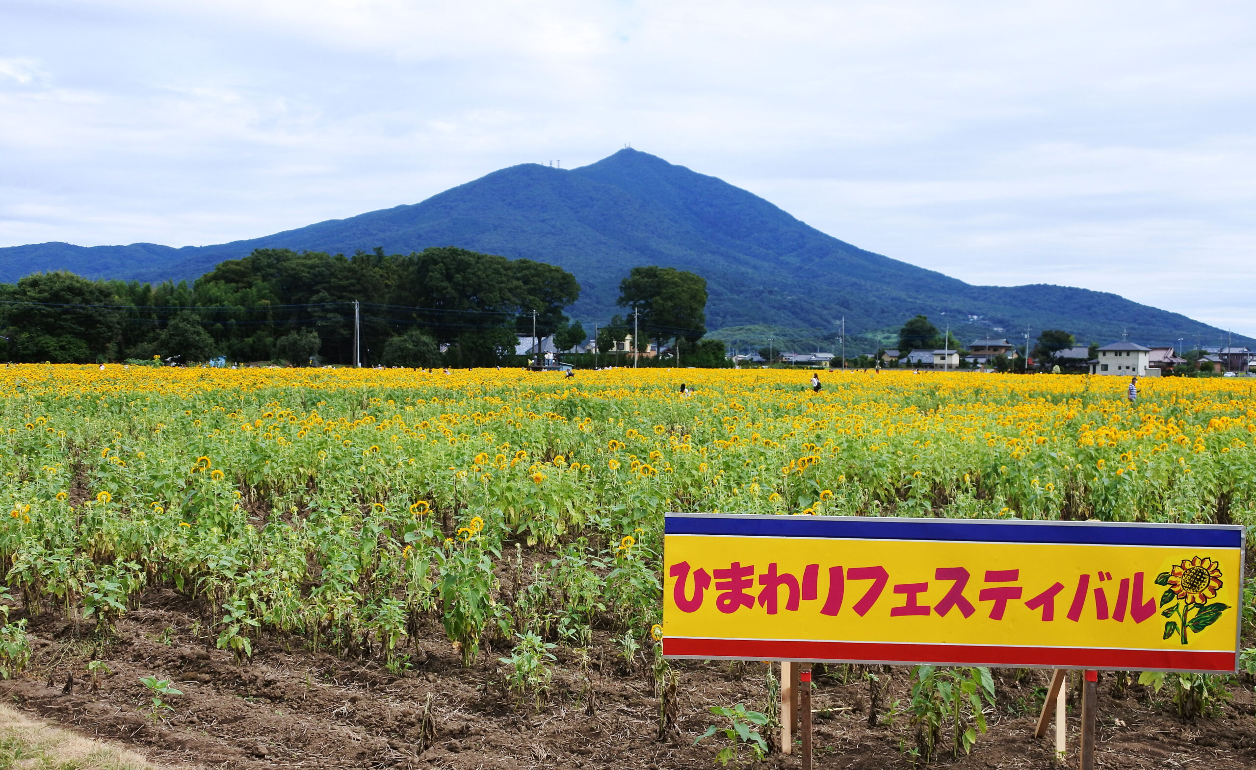 あけのひまわりフェスティバル、筑波山、ひまわり