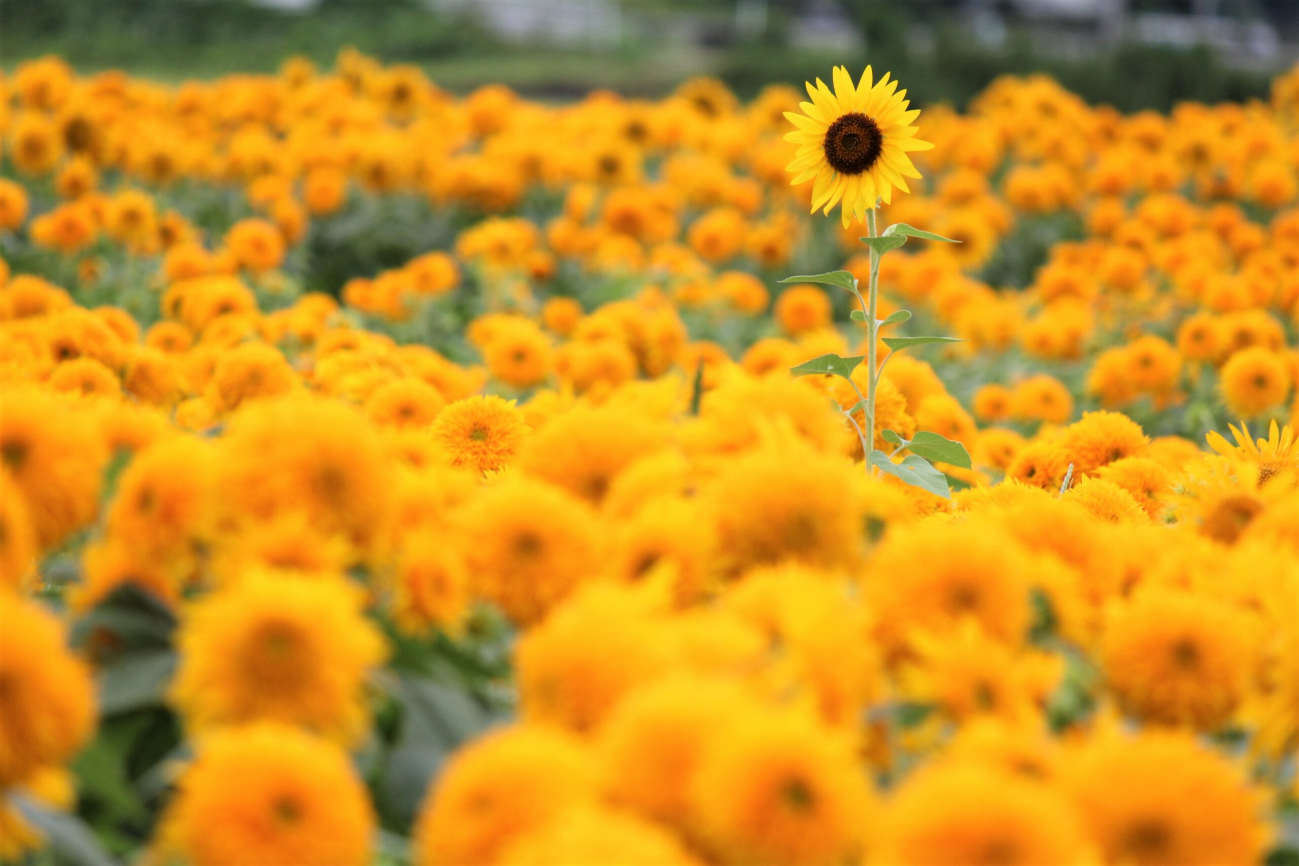 あけのひまわりフェスティバル