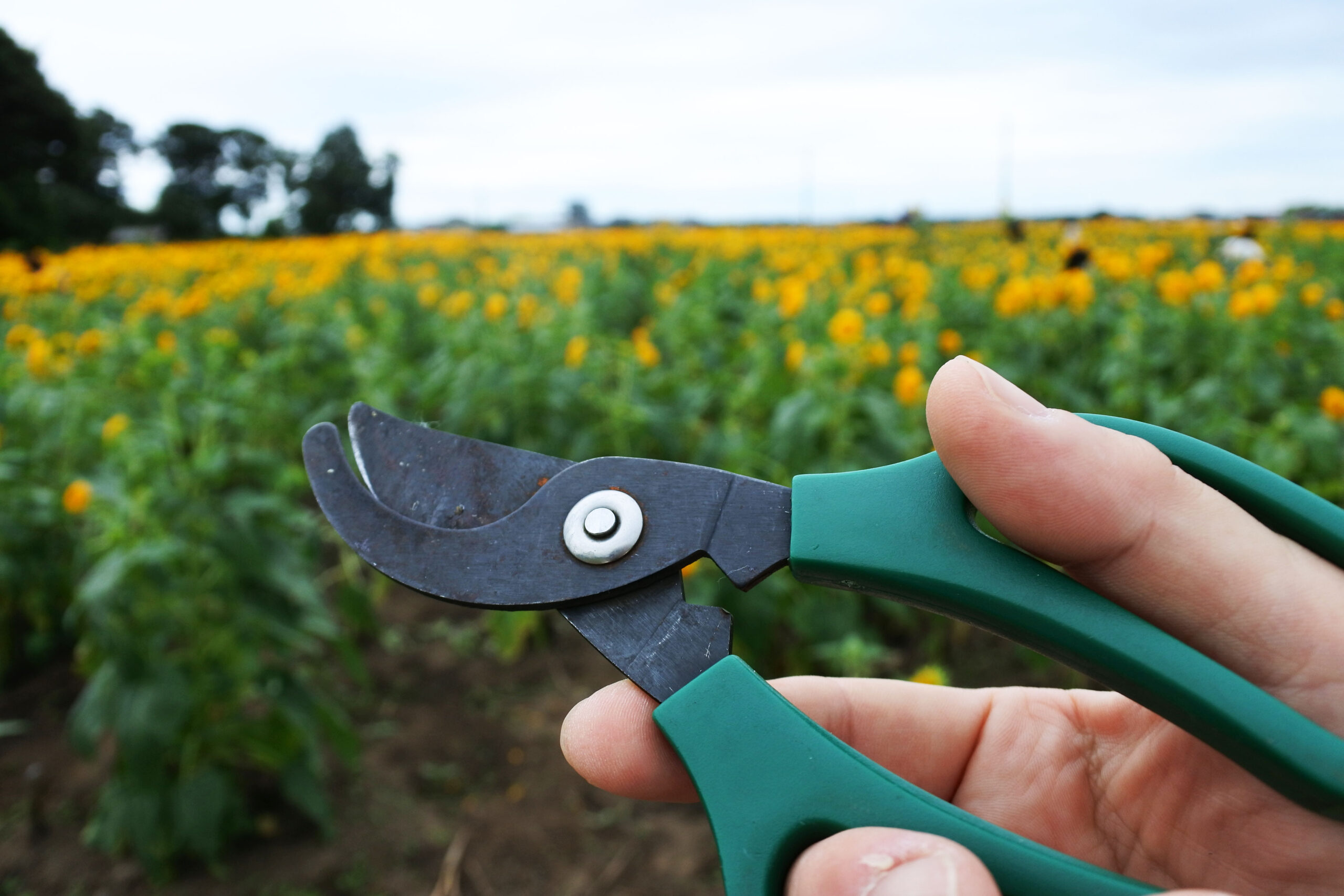 あけのひまわりフェスティバル