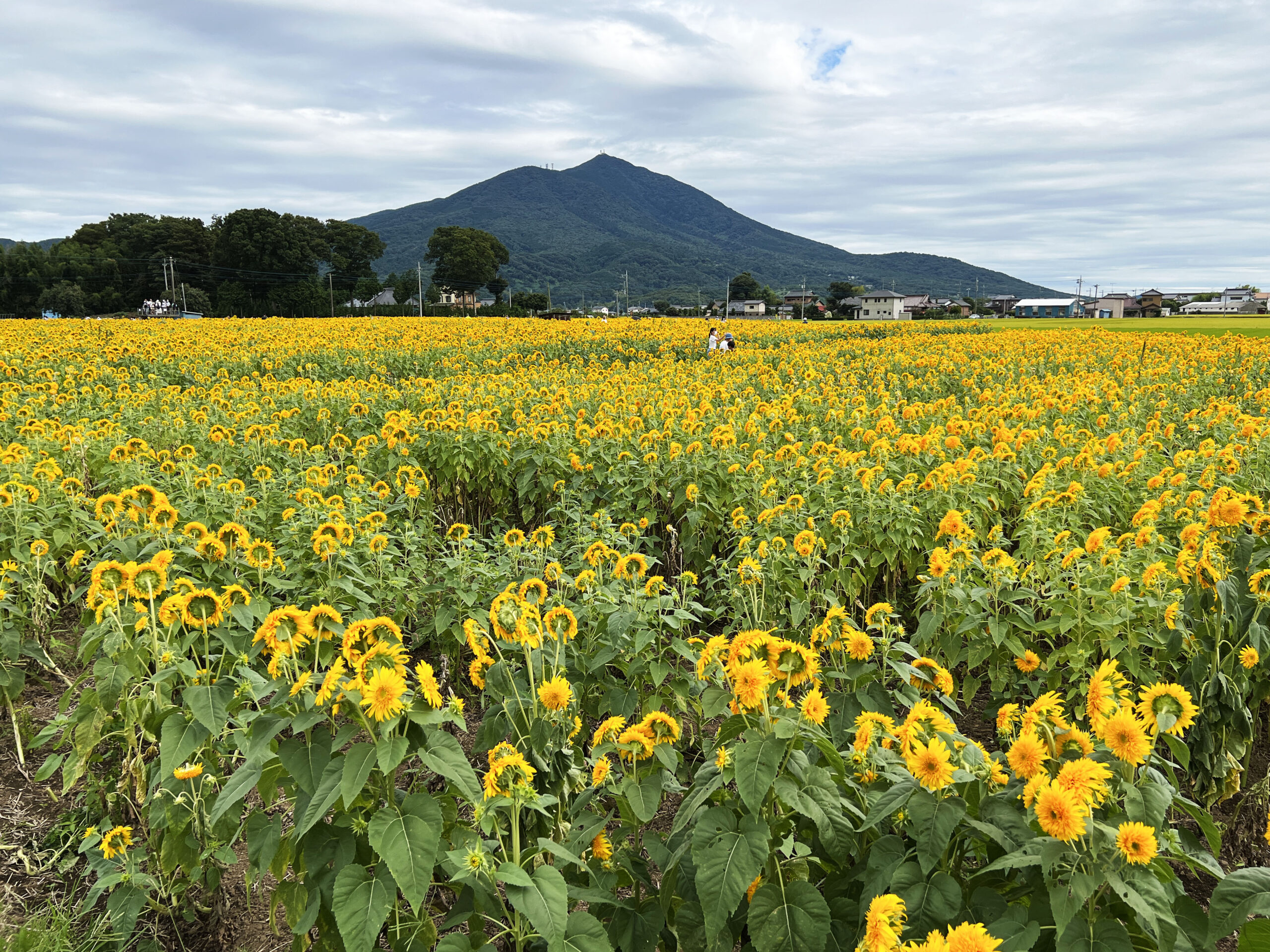 筑波山をバックに八重ひまわり約100万本！「あけのひまわり