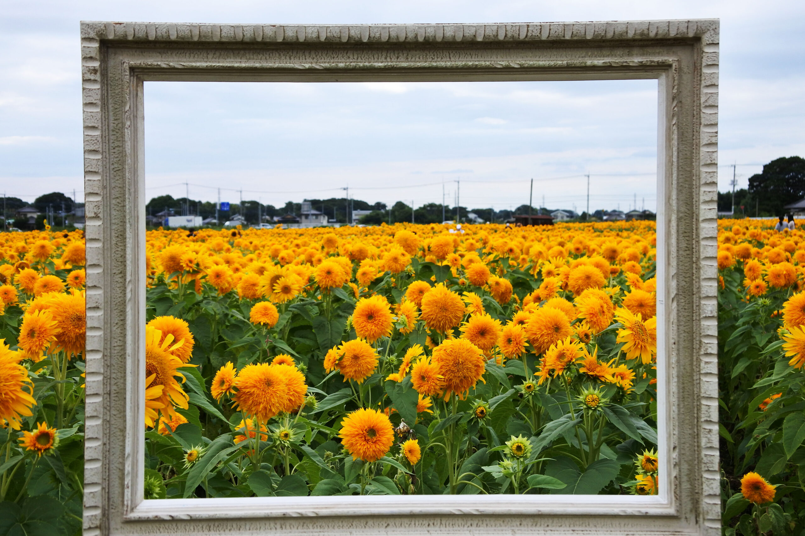 あけのひまわりフェスティバル
