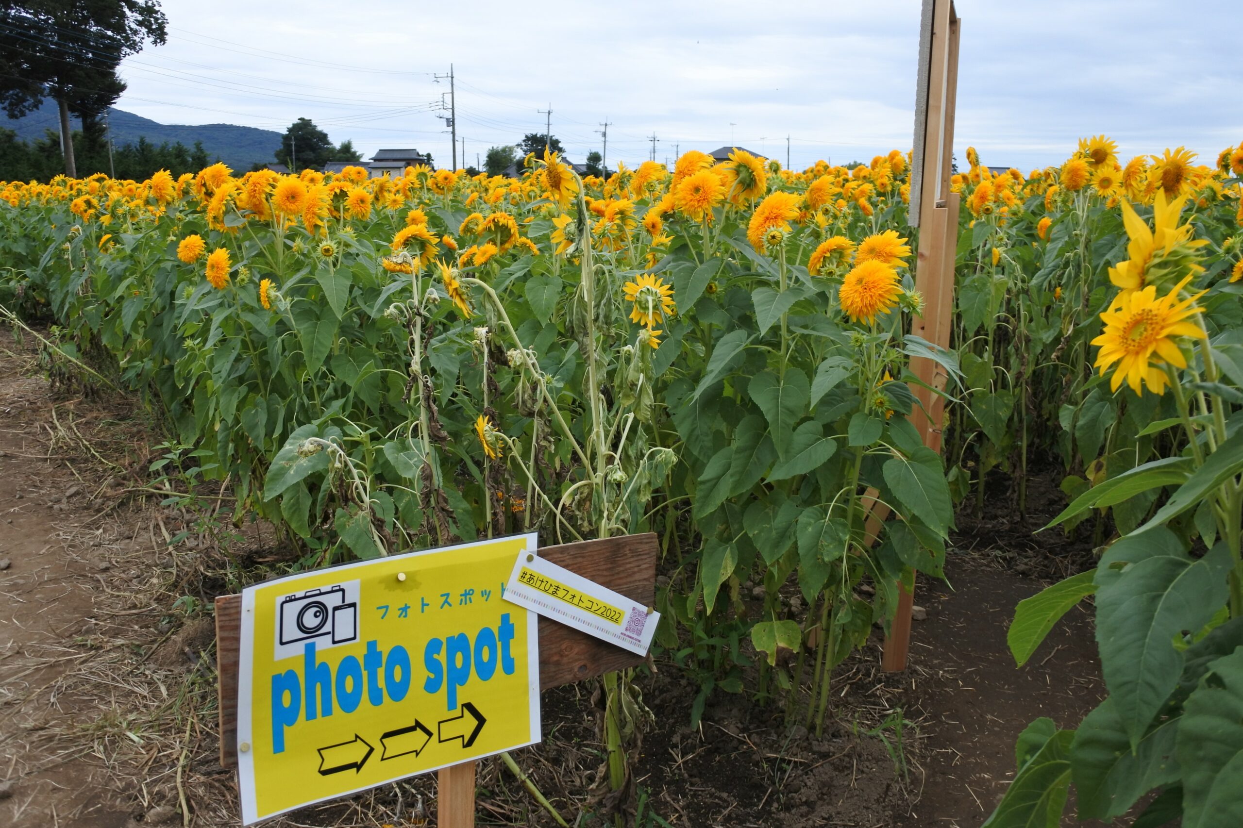 あけのひまわりフェスティバル