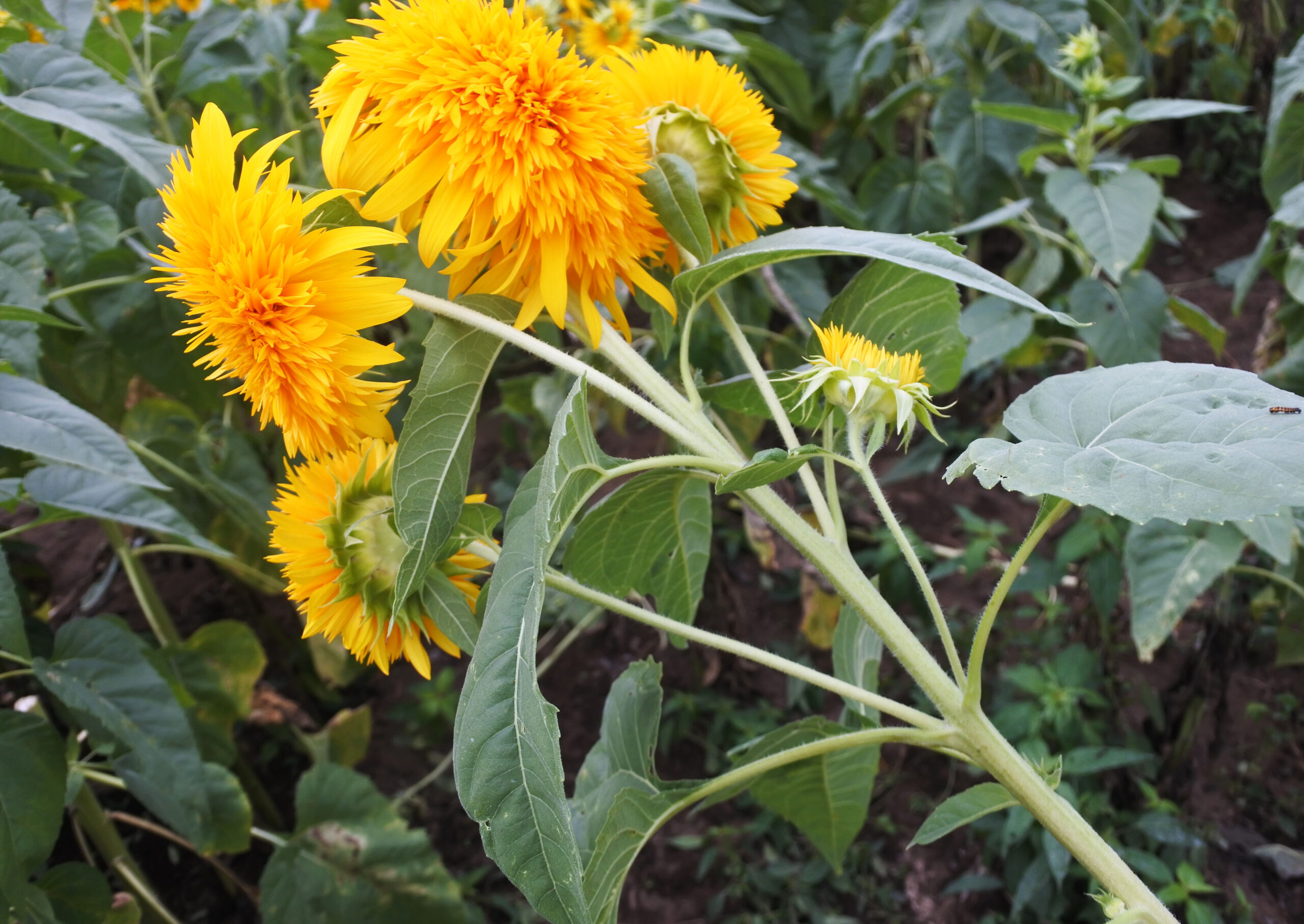 あけのひまわりフェスティバル