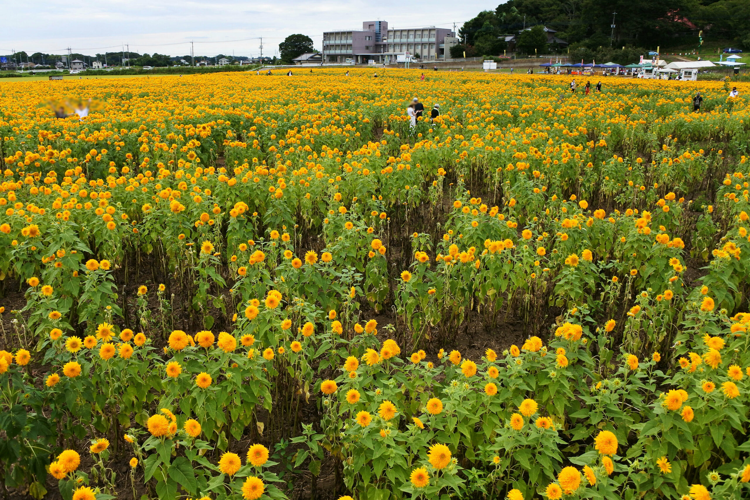 あけのひまわりフェスティバル