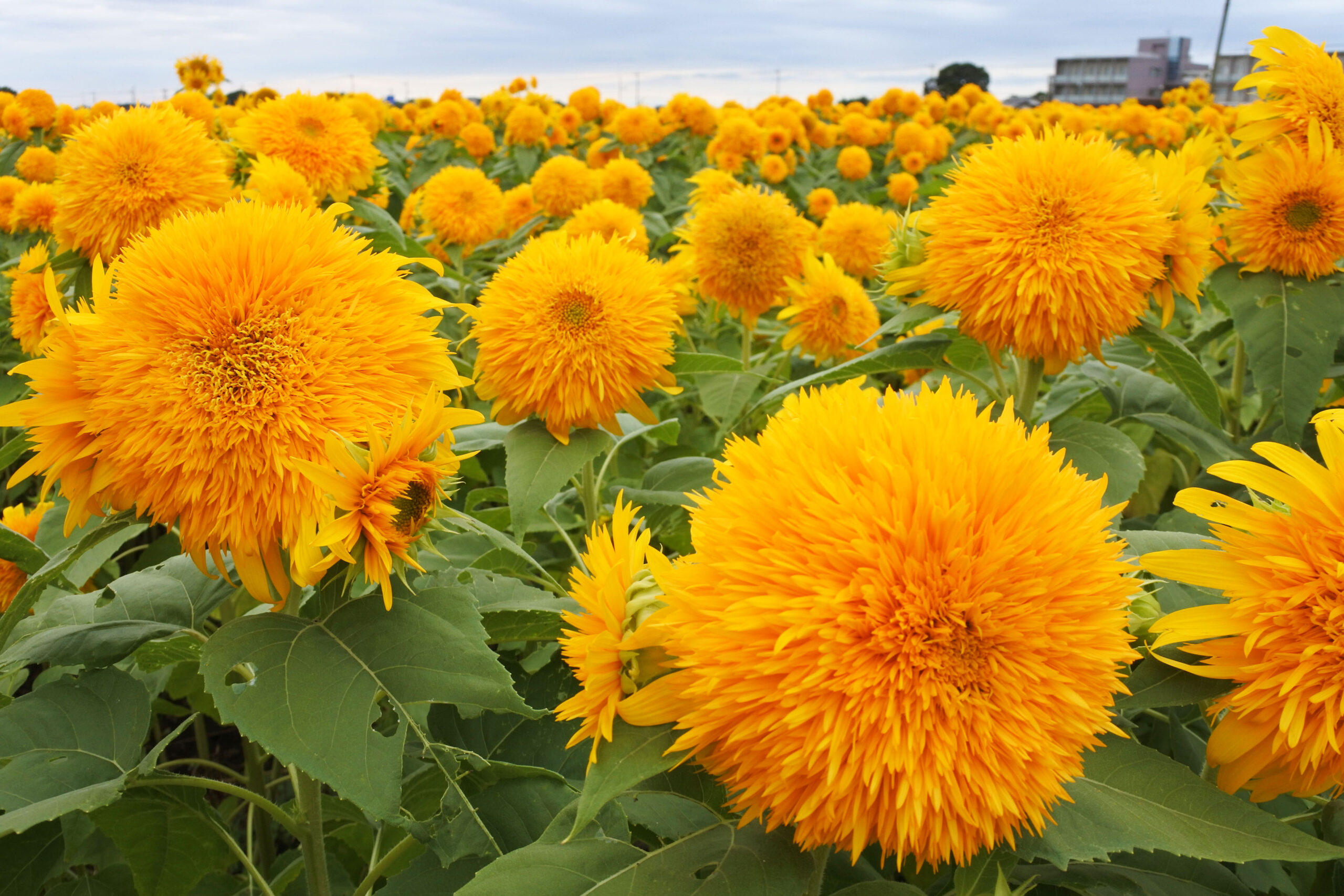 あけのひまわりフェスティバル、筑波山、ひまわり