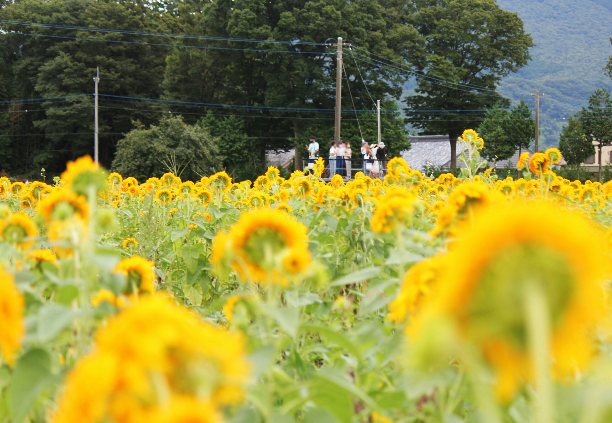 あけのひまわりフェスティバル