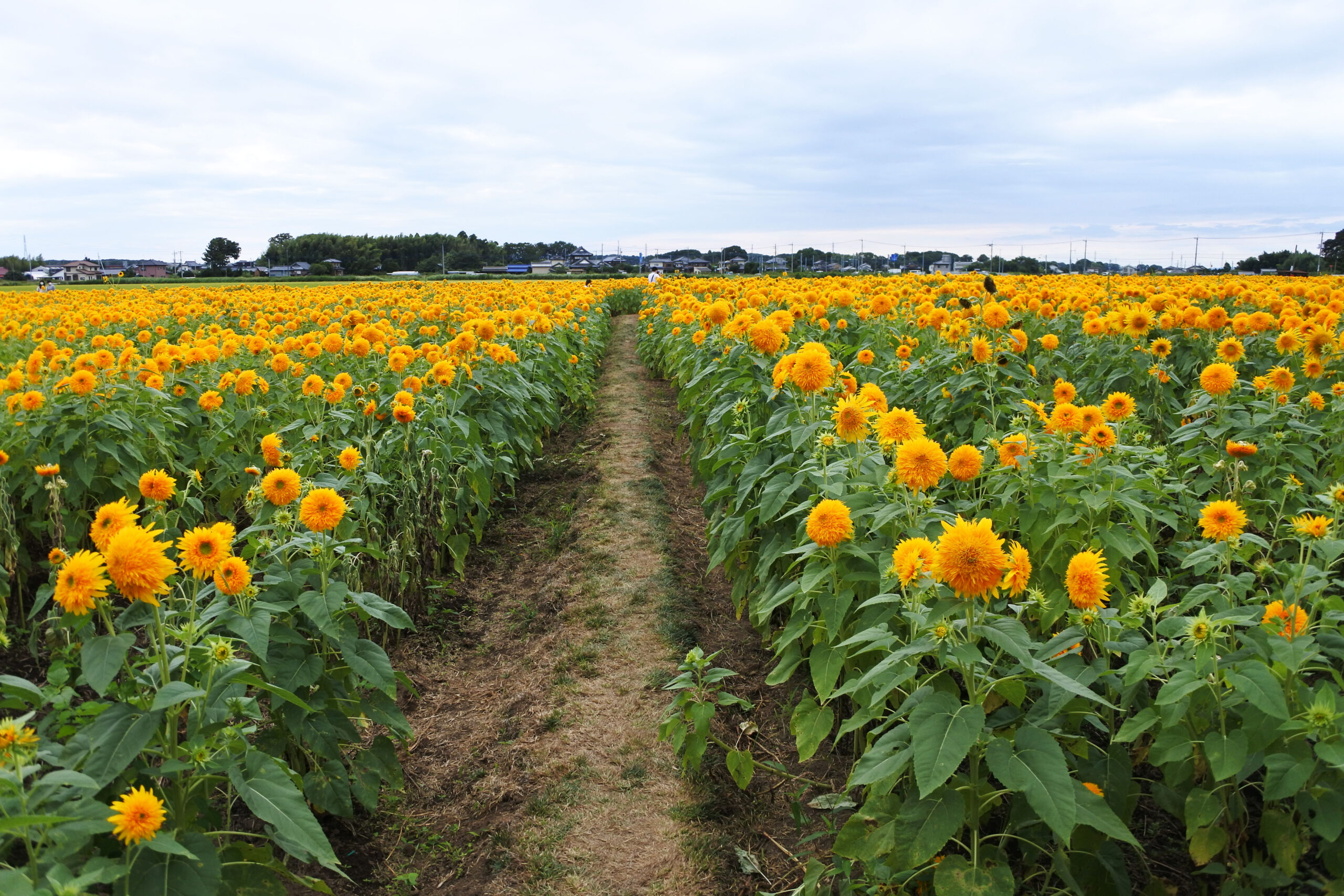 あけのひまわりフェスティバル