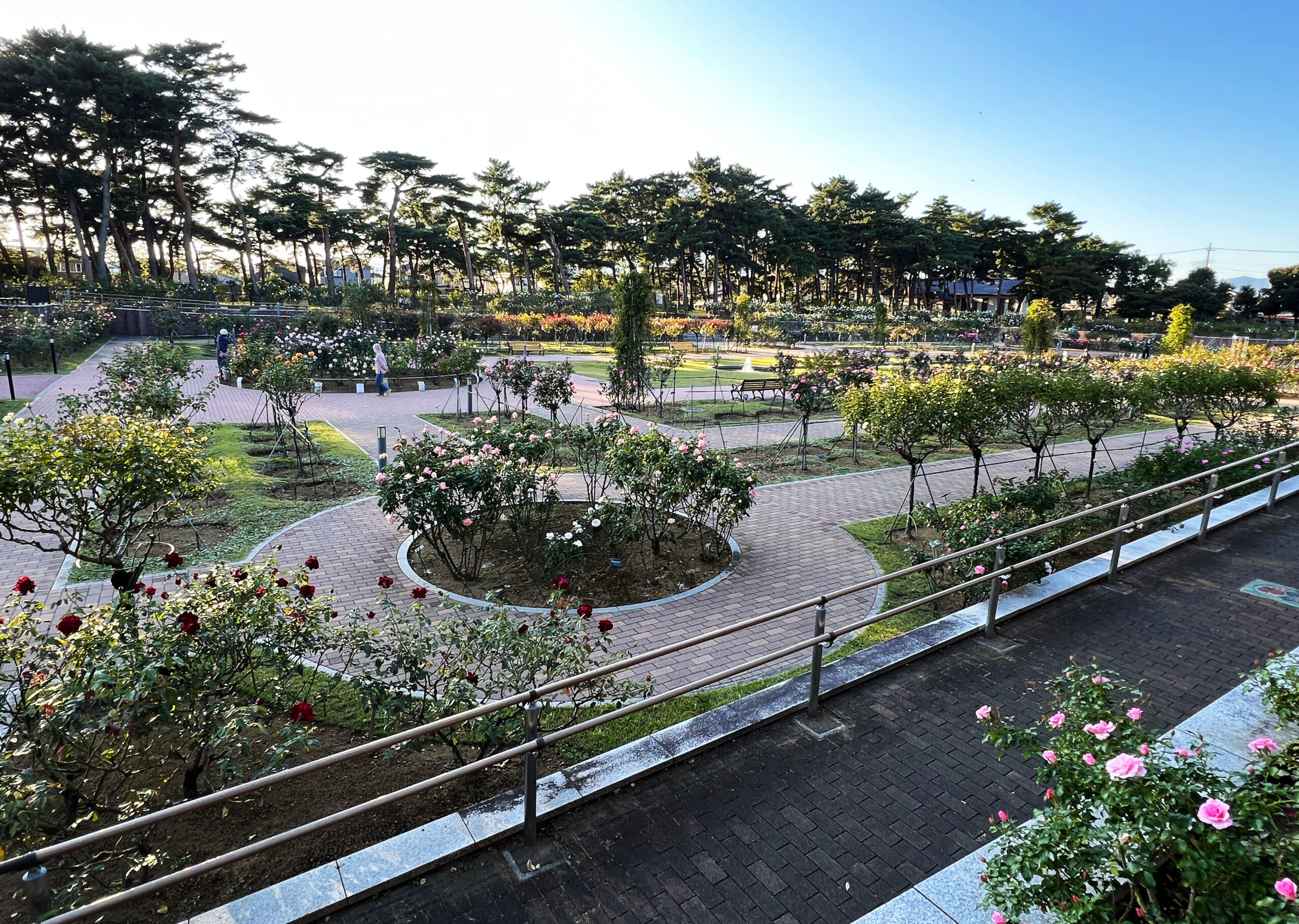 敷島公園ばら園