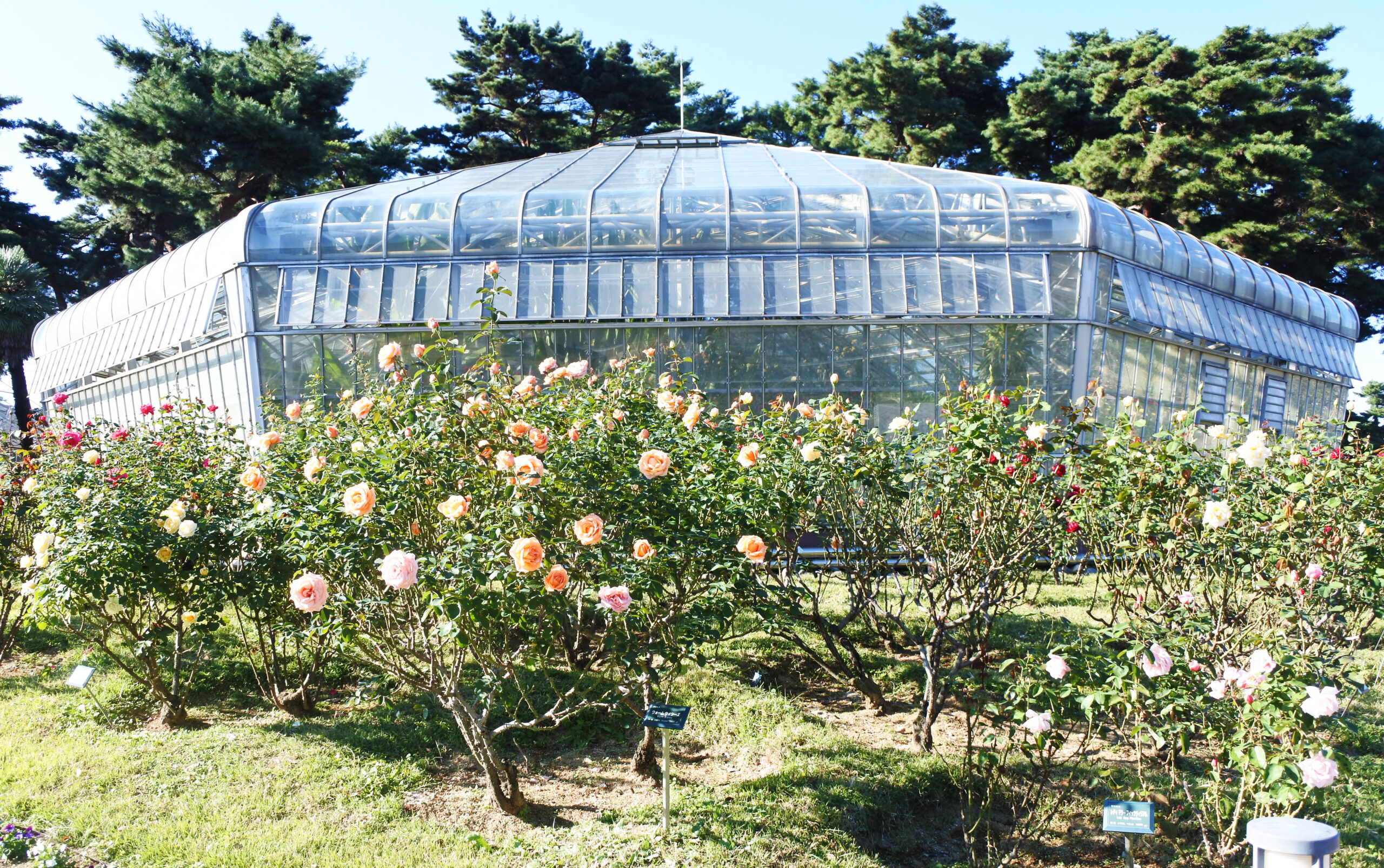 敷島公園門倉テクノばら園