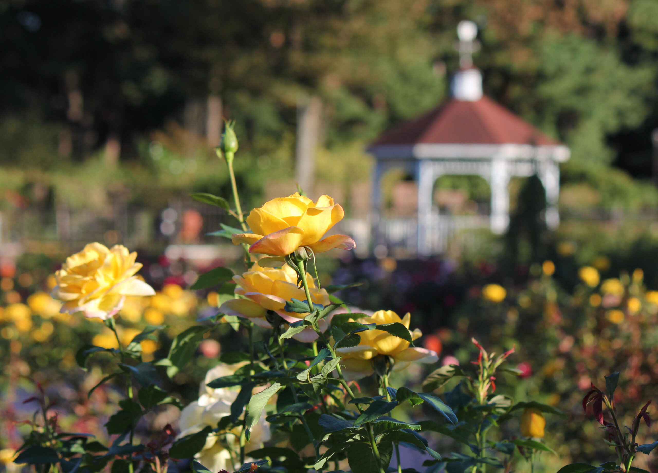 敷島公園門倉テクノばら園