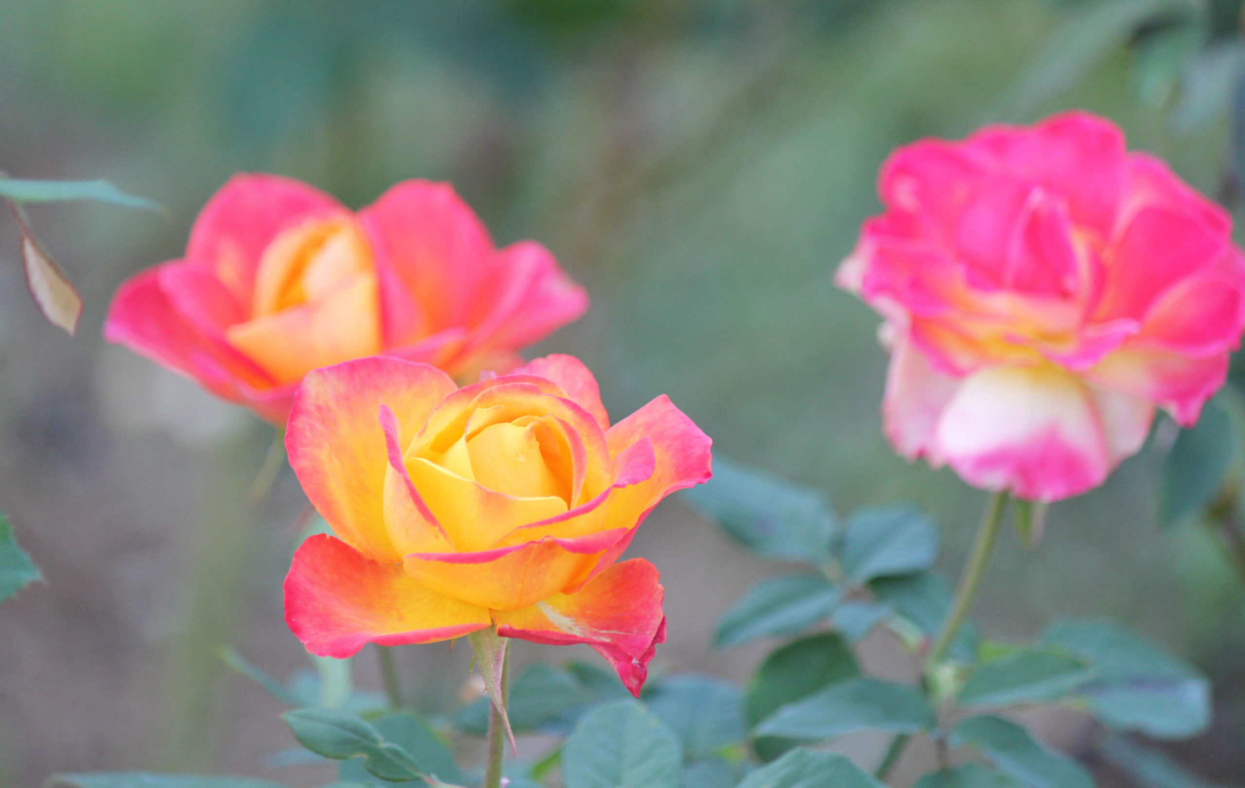 敷島公園門倉テクノばら園