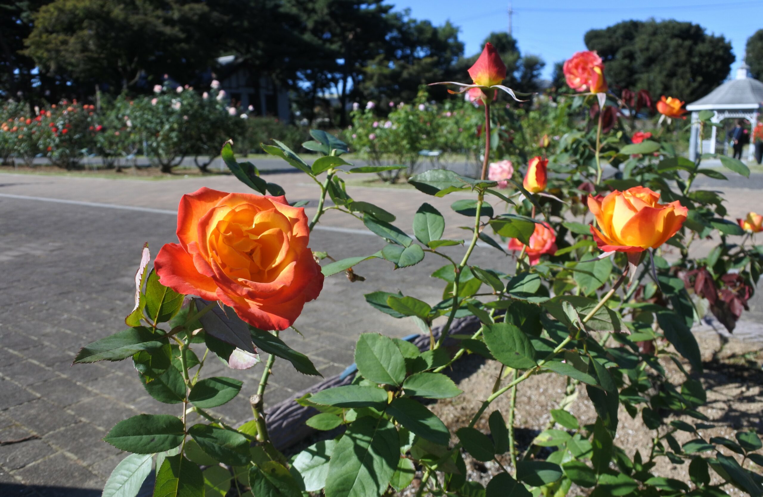 敷島公園ばら園