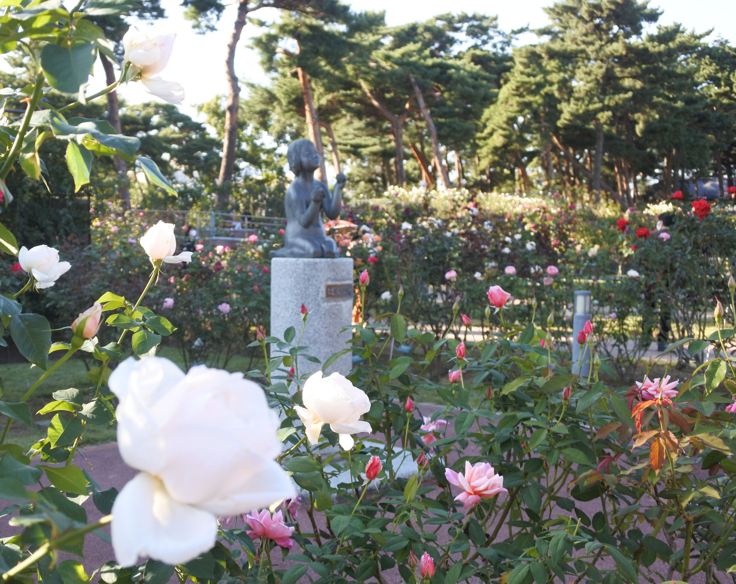 敷島公園門倉テクノばら園