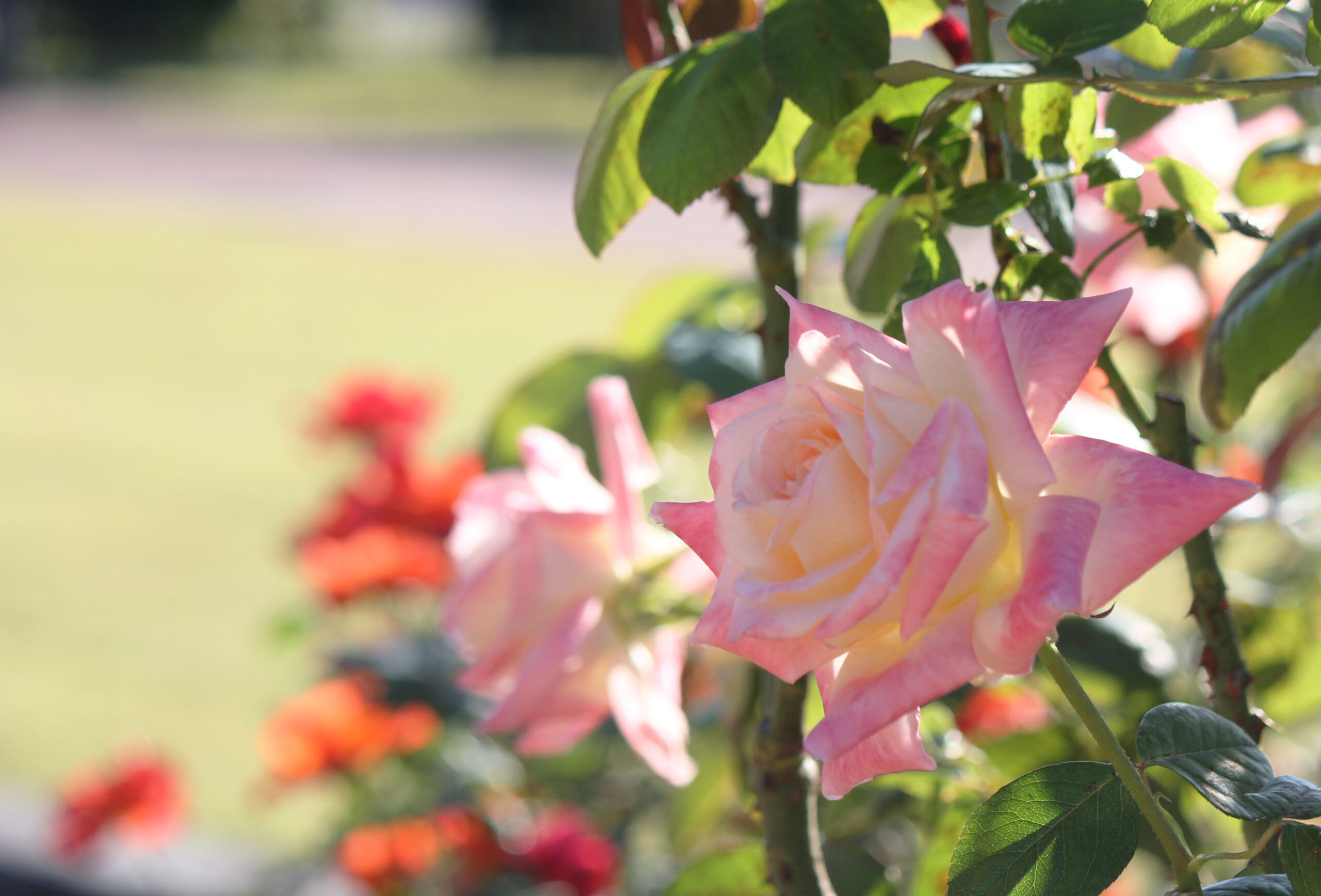 敷島公園門倉テクノばら園