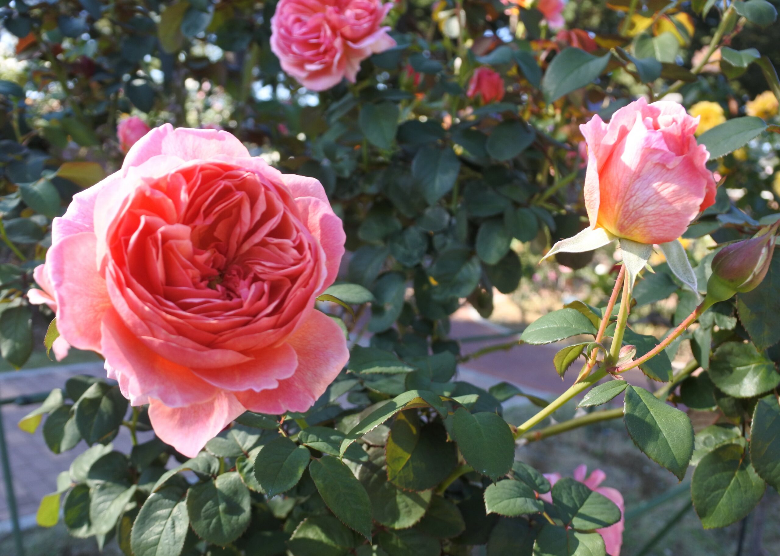 敷島公園門倉テクノばら園