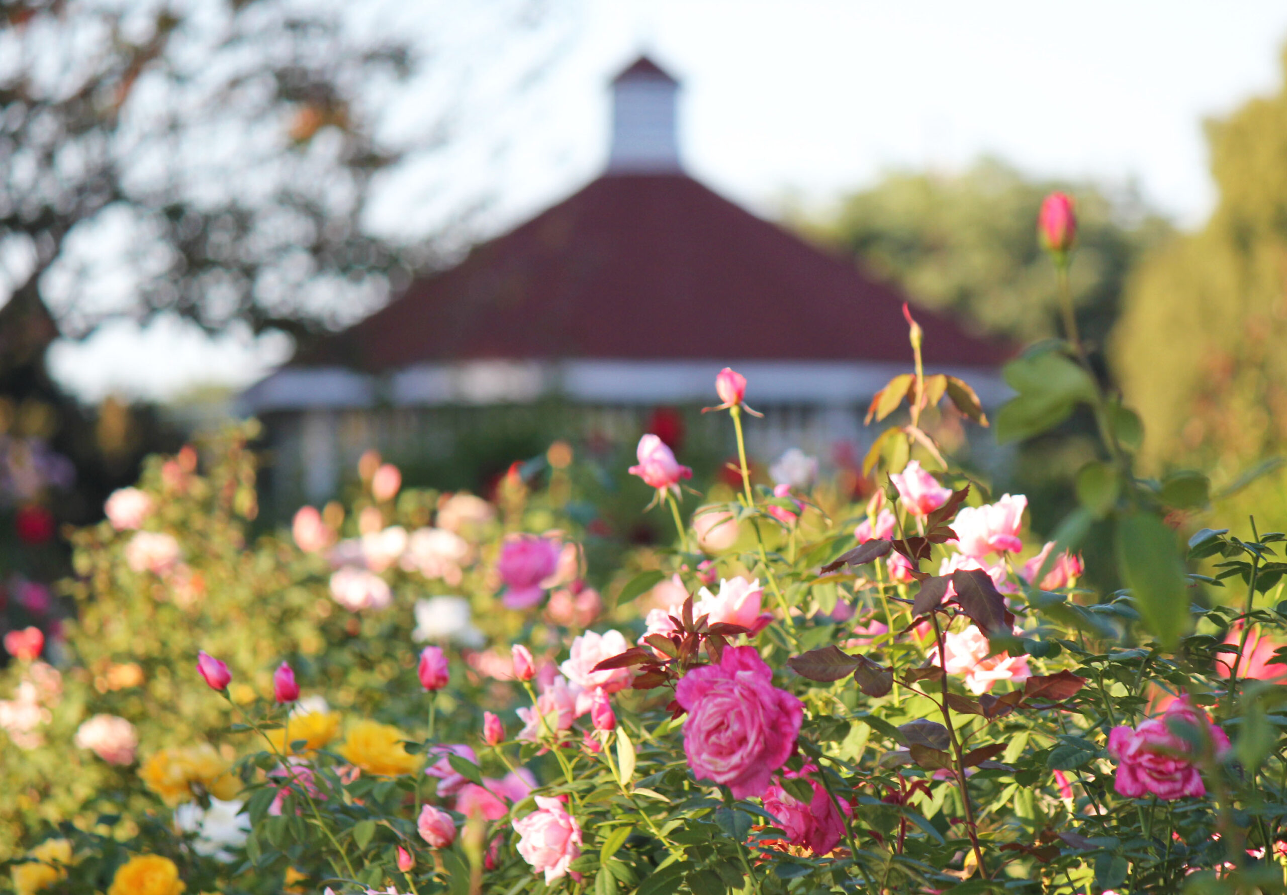 敷島公園門倉テクノばら園