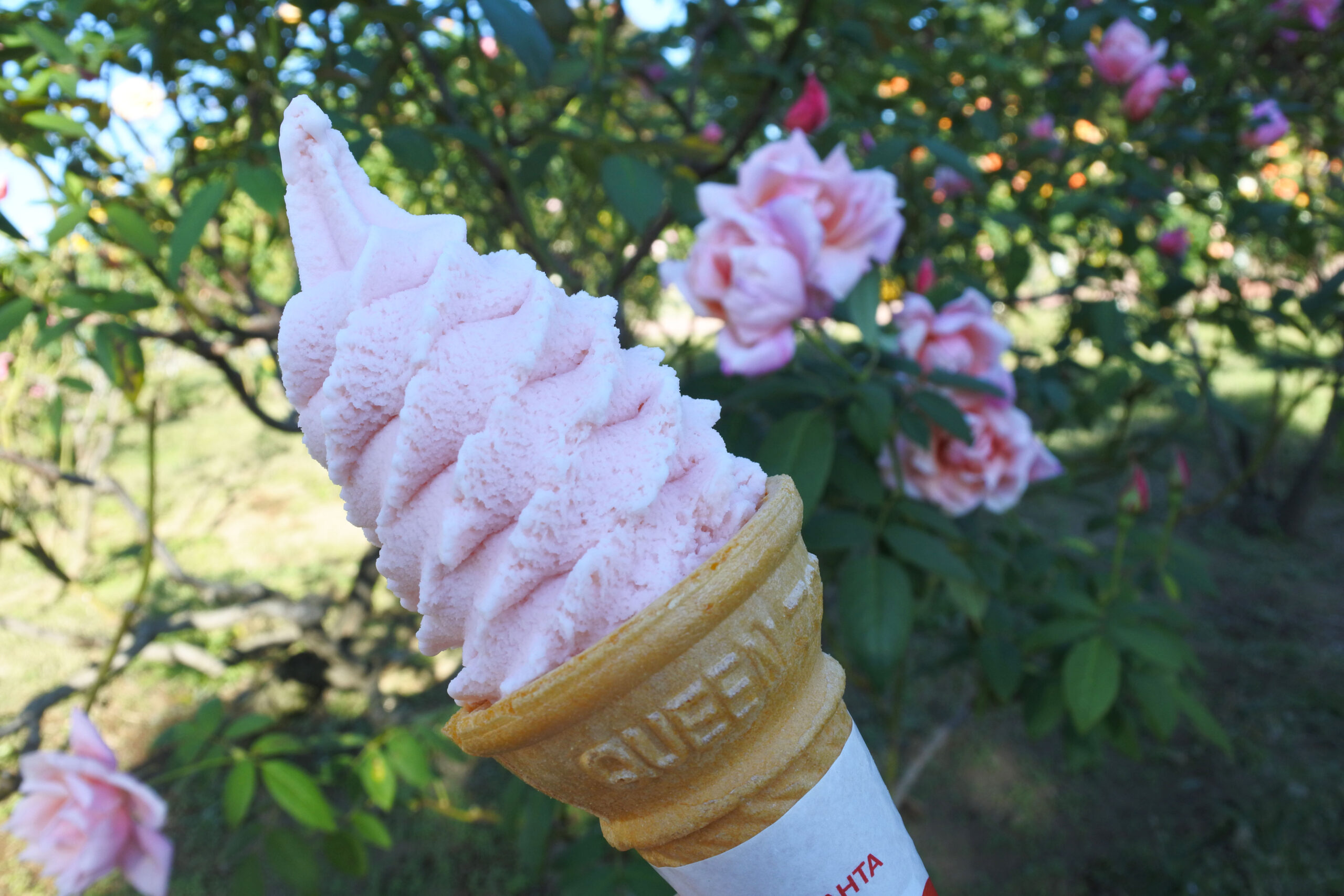 敷島公園門倉テクノばら園