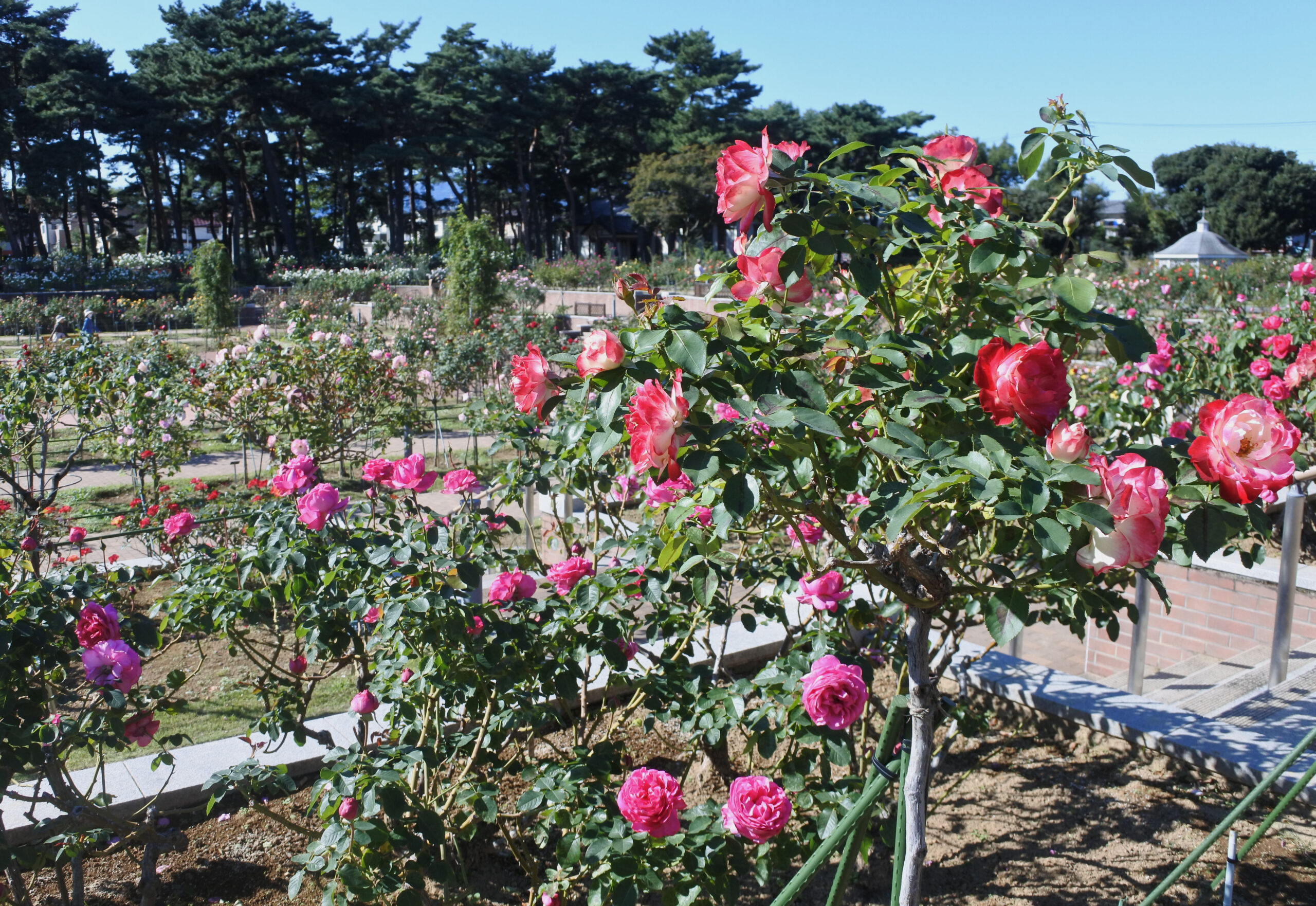 敷島公園バラ園