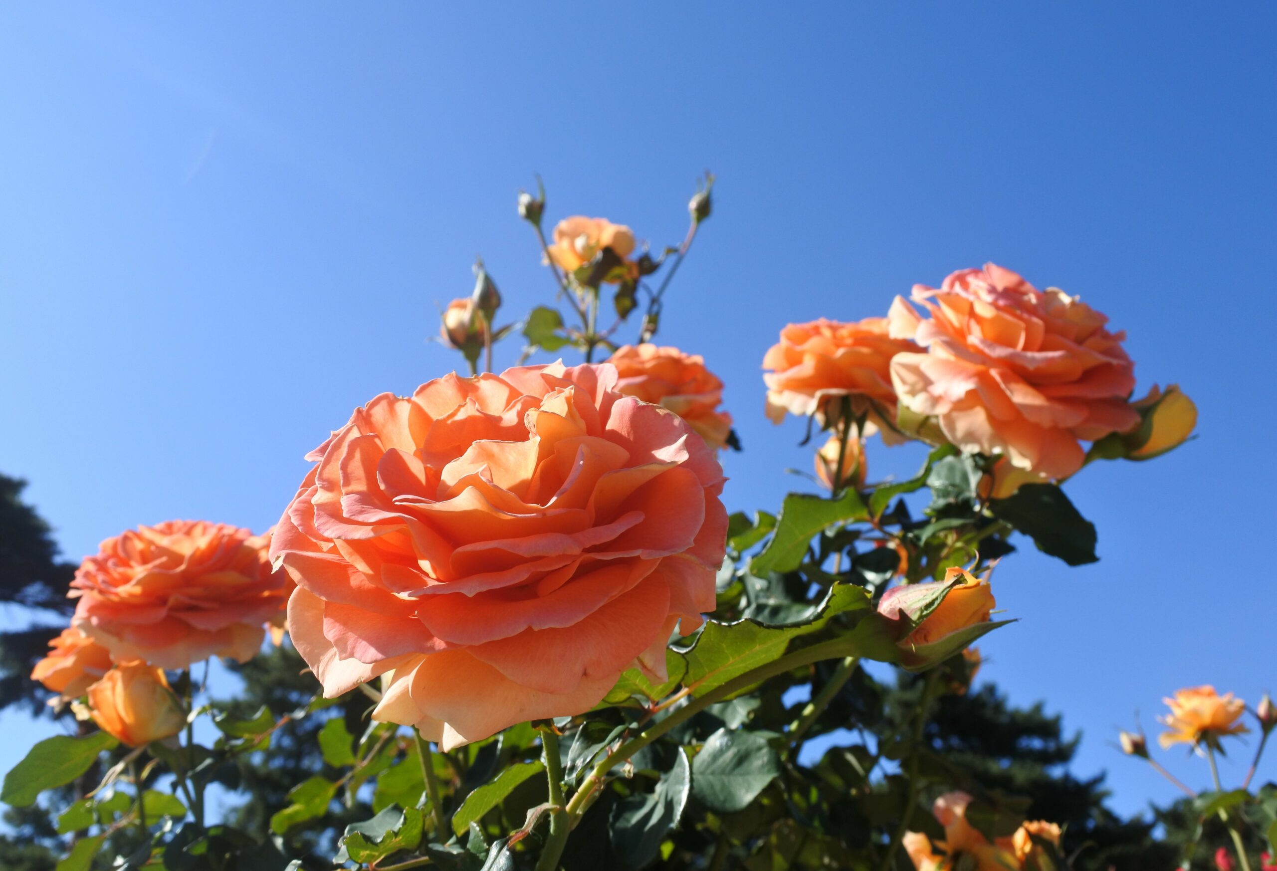 敷島公園門倉テクノばら園
