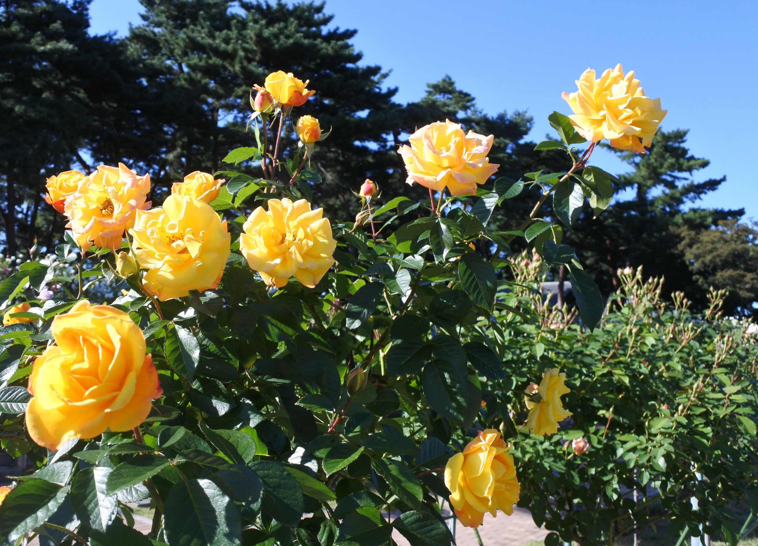 敷島公園門倉テクノばら園