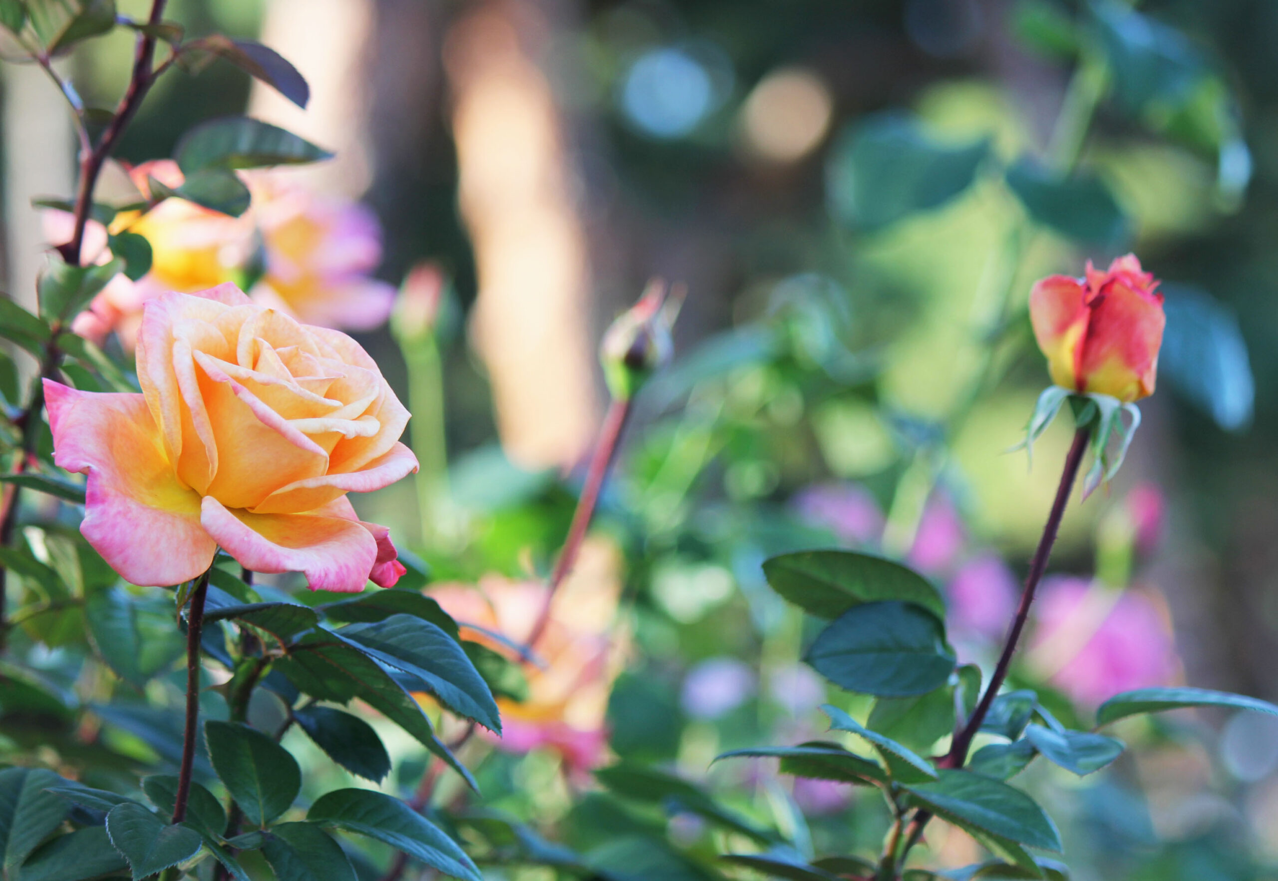 敷島公園門倉テクノばら園