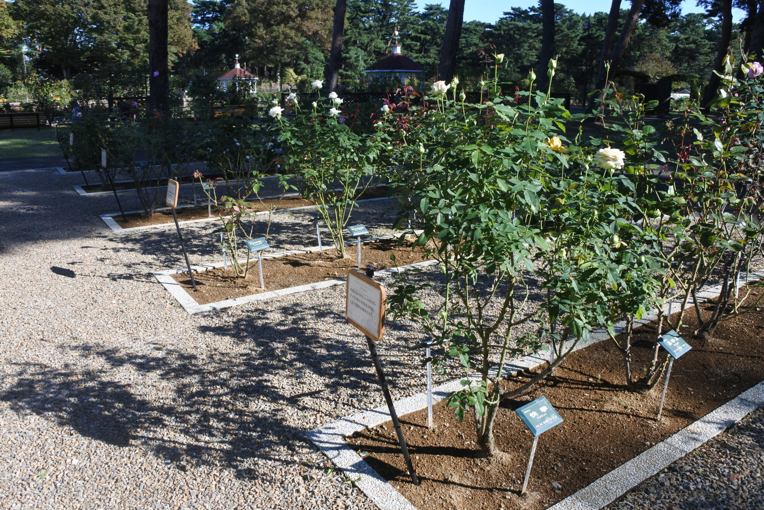 敷島公園門倉テクノばら園
